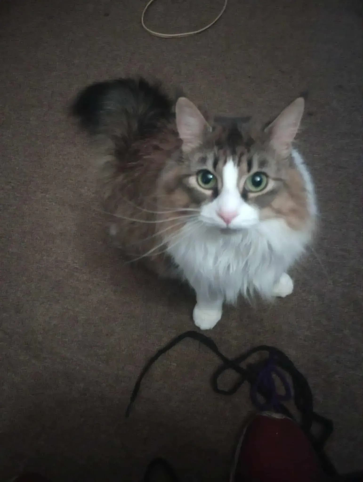 Fluffy tabby-and-white cat sitting on a carpet, looking up at the camera.