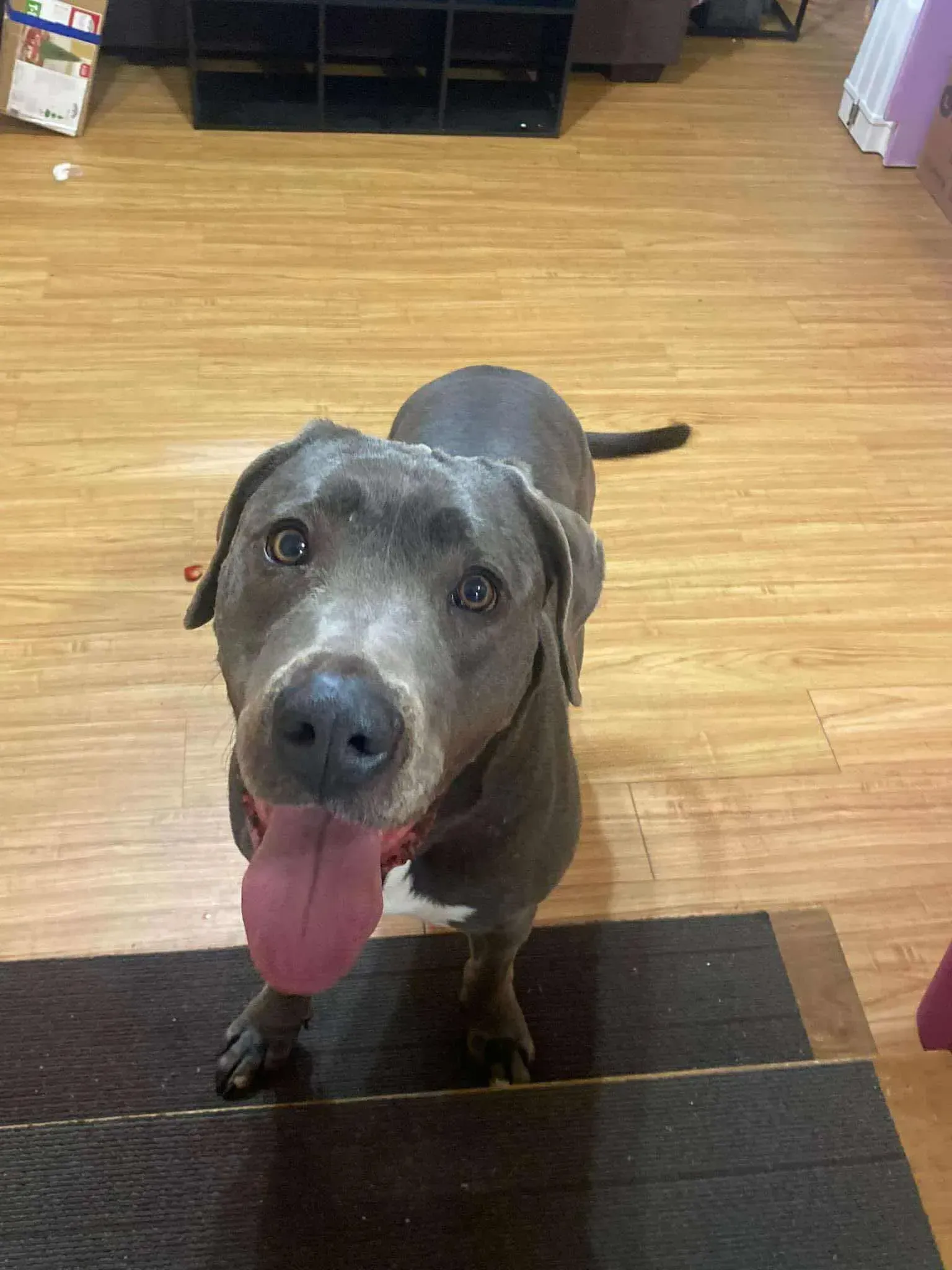 Gray dog standing on a wooden floor with tongue out, looking up at the camera.