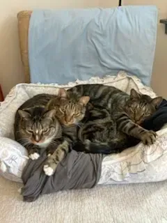 Three tabby cats cuddled together on a cushioned chair with a light blue blanket