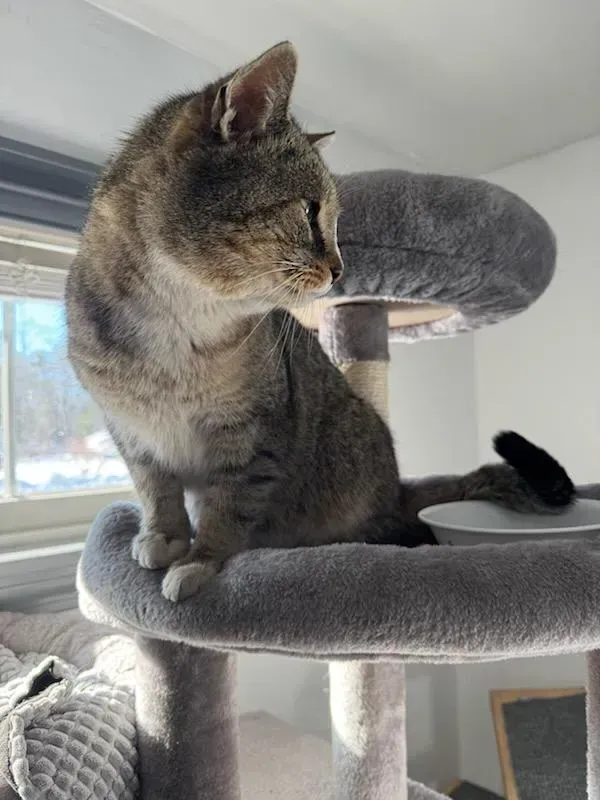 Tabby cat sitting on a gray cat tree by a bright window
