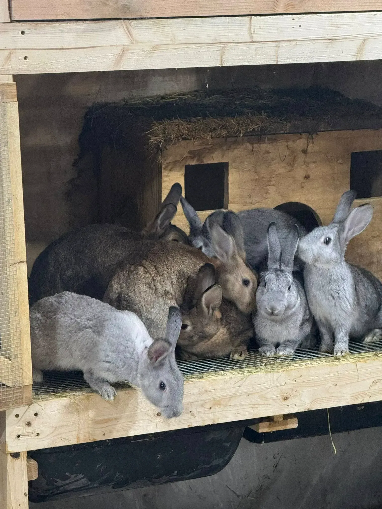Five rabbits huddled in a wooden hutch, peering out from a straw-covered shelf