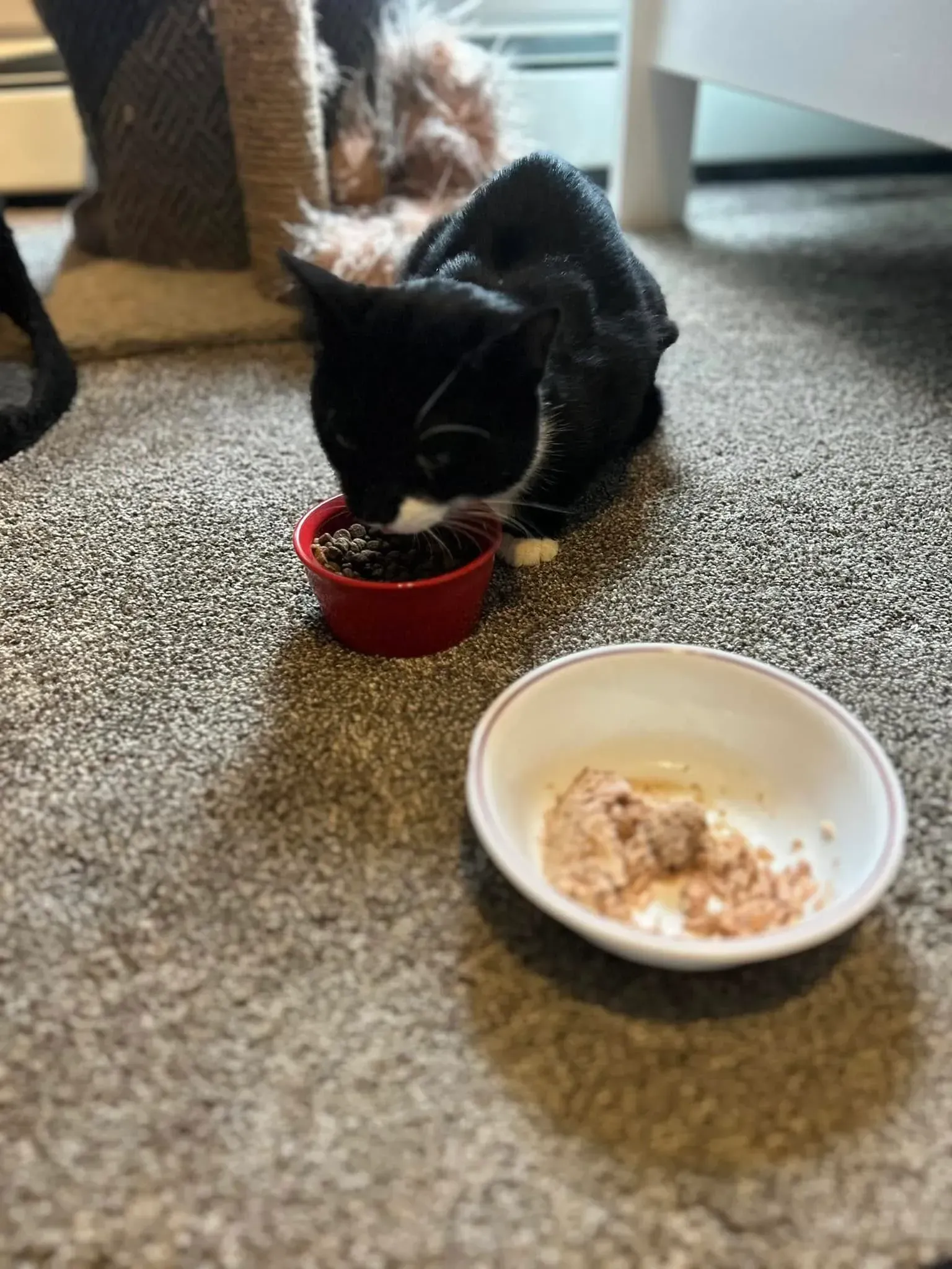 Black cat eating from a red bowl on a carpet beside a white bowl with food.