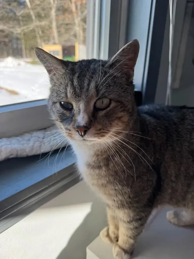 Gray tabby cat standing on a windowsill in sunlight, looking at the camera