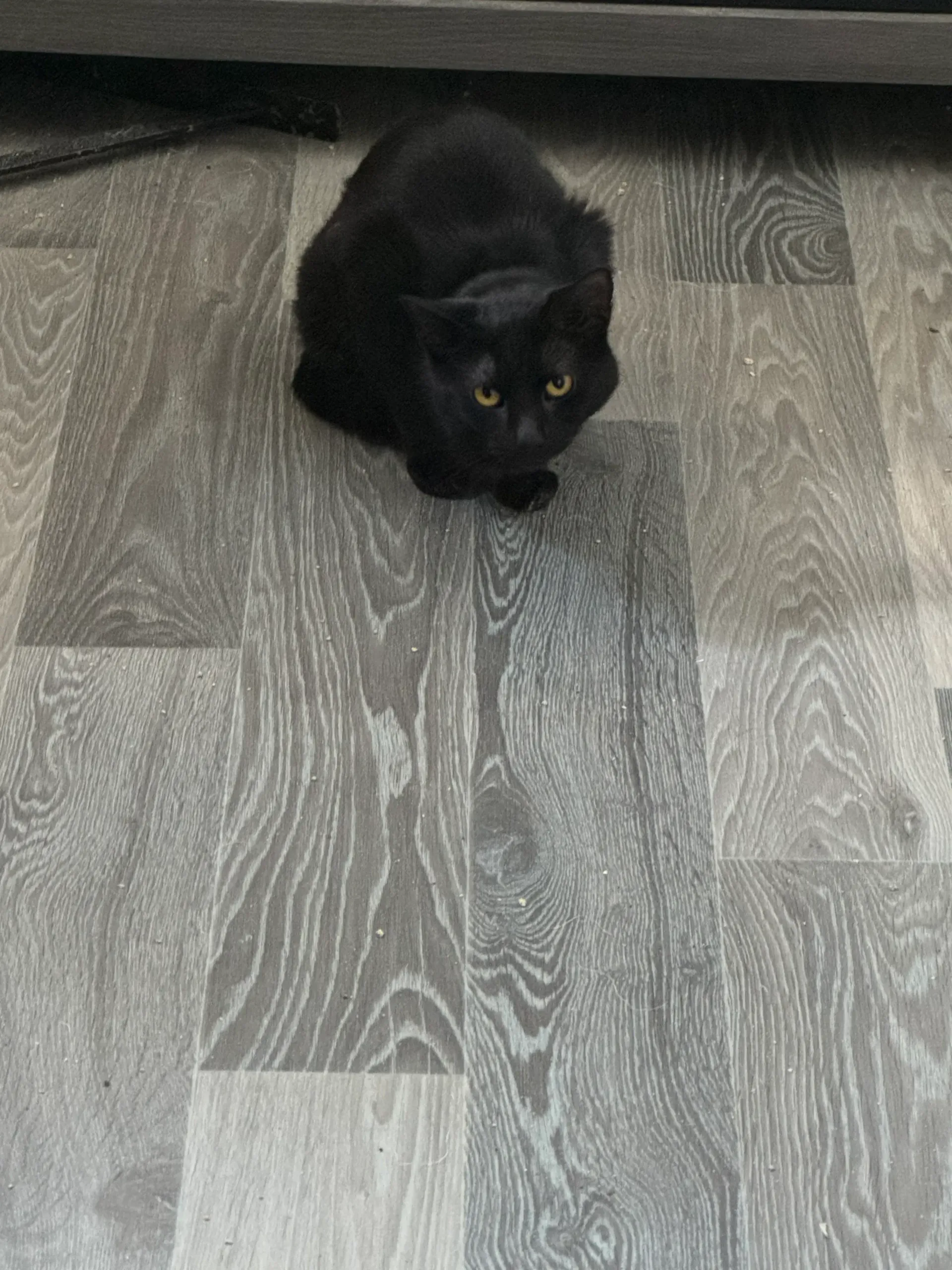 Black cat crouching on a gray wood-patterned floor, looking up at the camera.