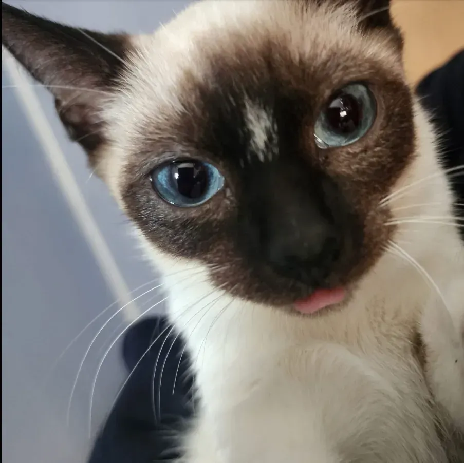 Close-up of a Siamese cat with blue eyes and tongue slightly out