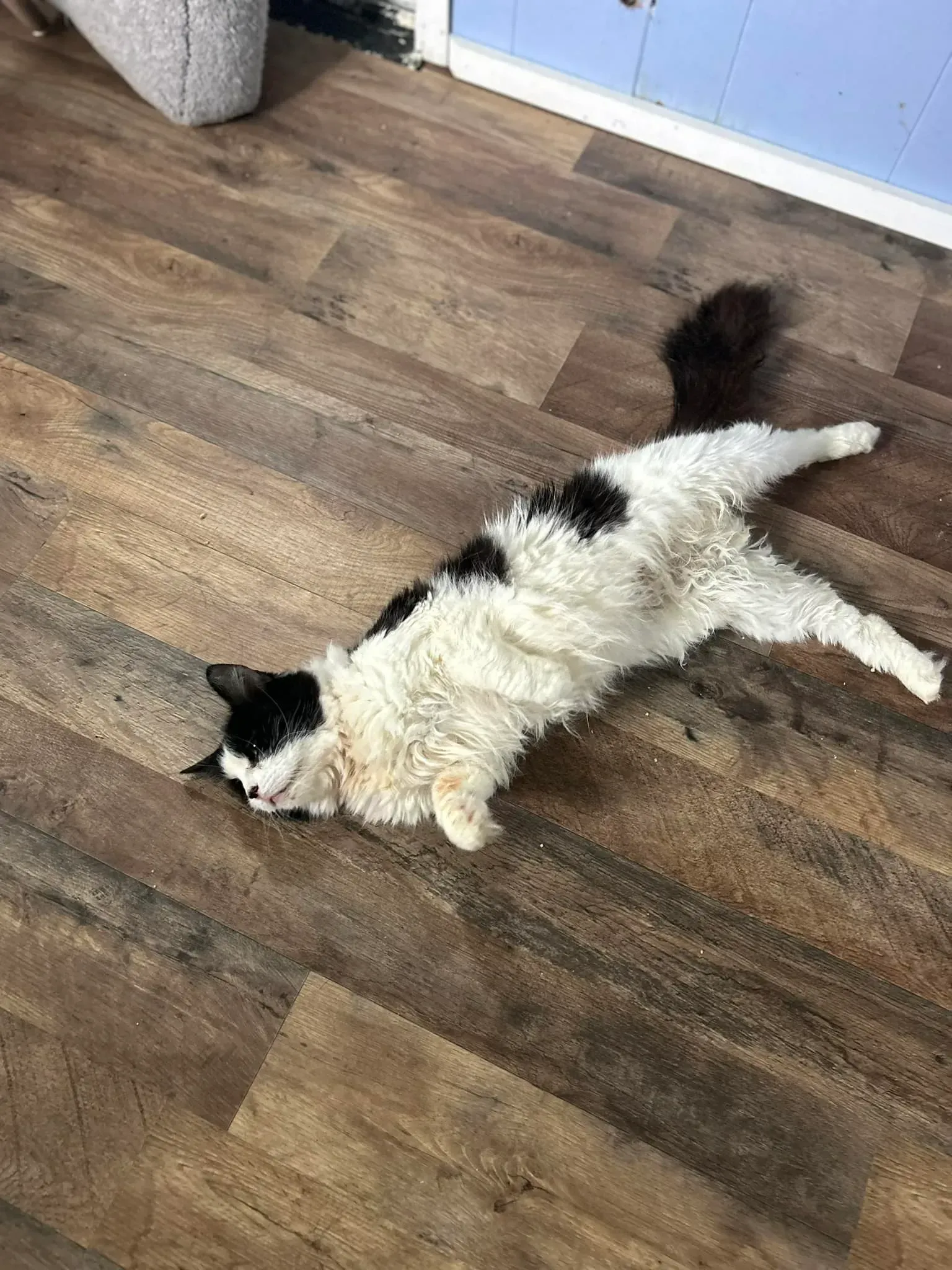 Fluffy black-and-white cat lying stretched out on a hardwood floor near a wall.