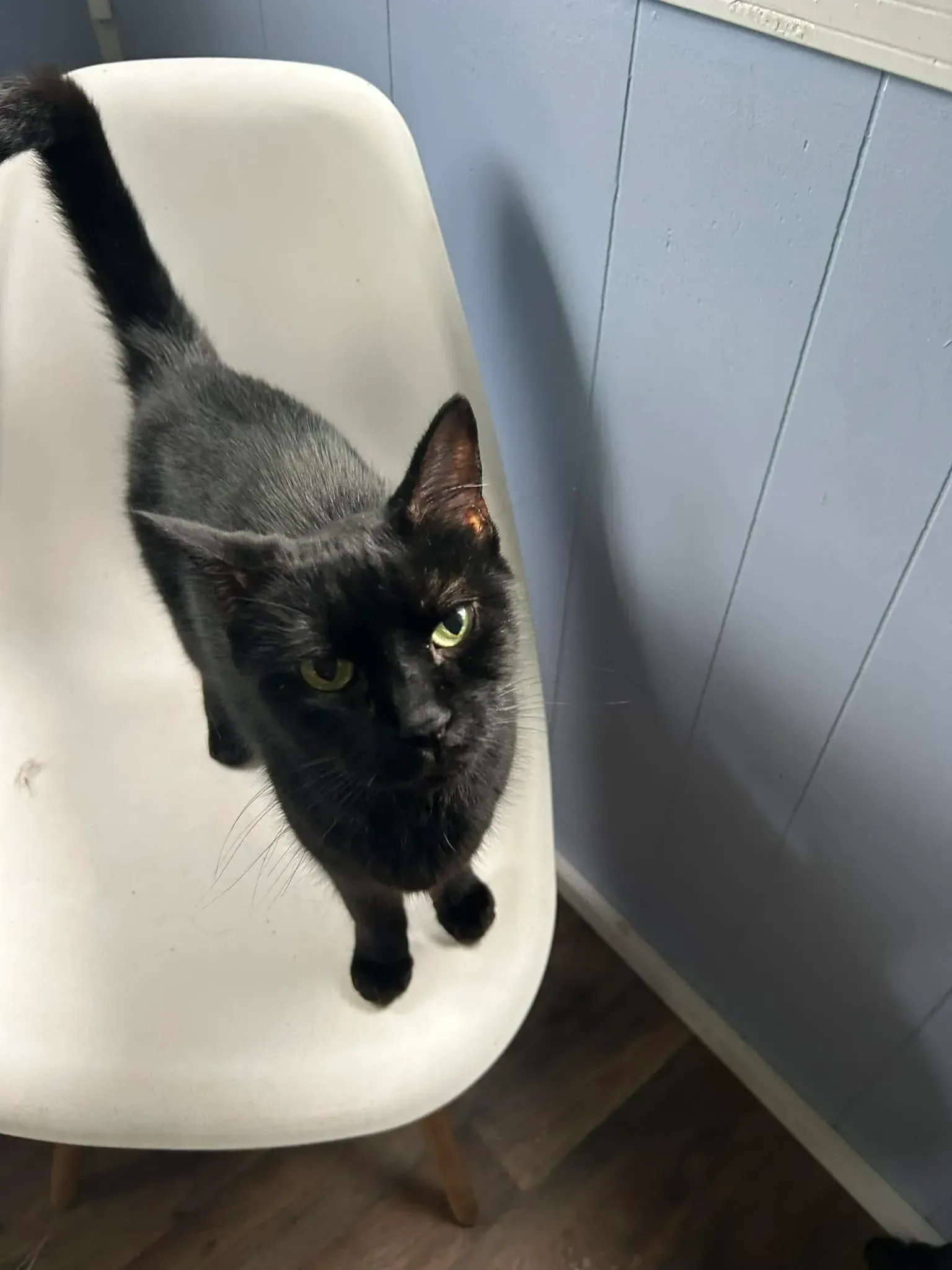 Black cat standing on a white chair, looking up in a room with a light blue cabinet.