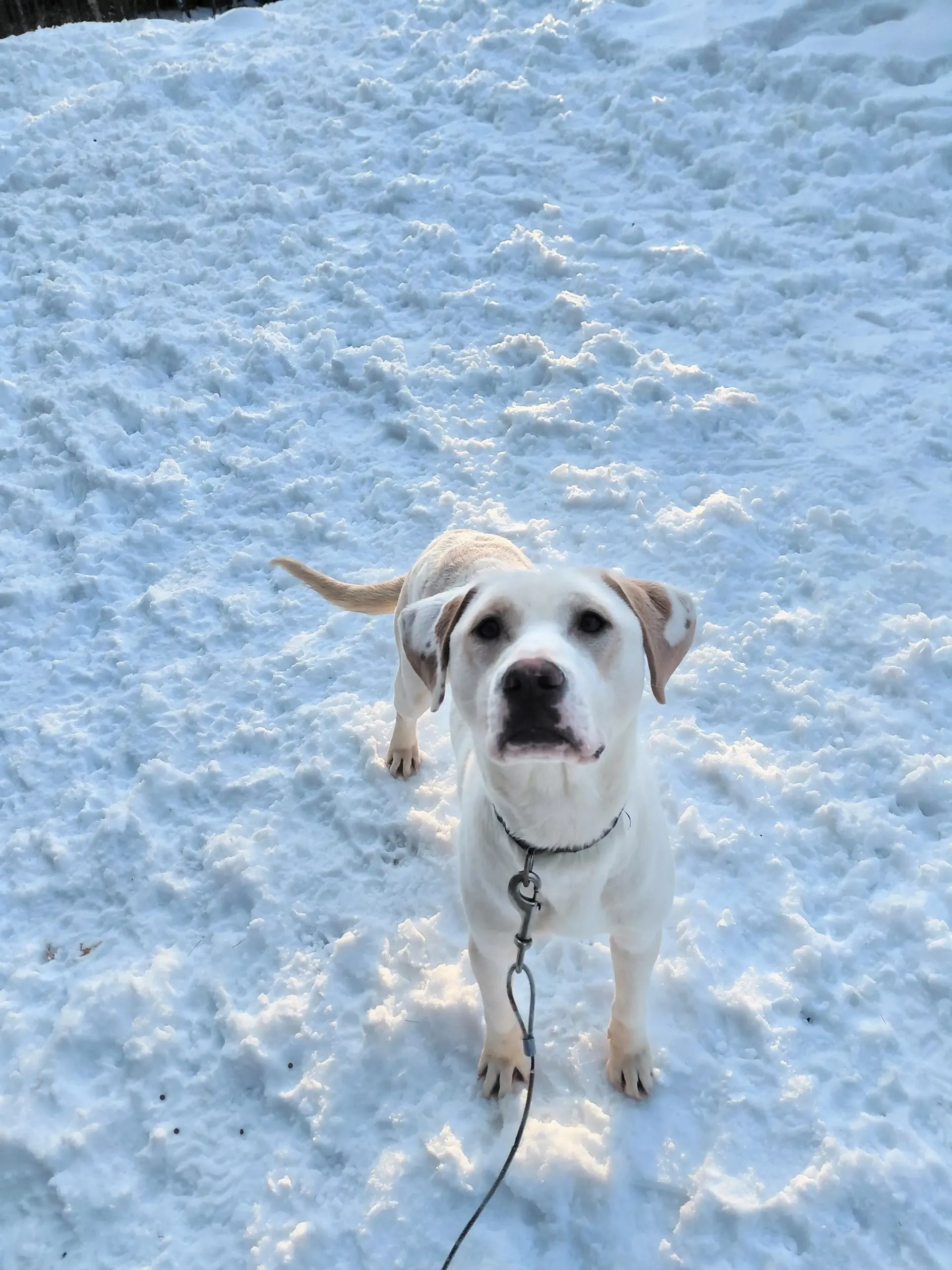 White dog standing on snowy ground, looking up with a leash attached.