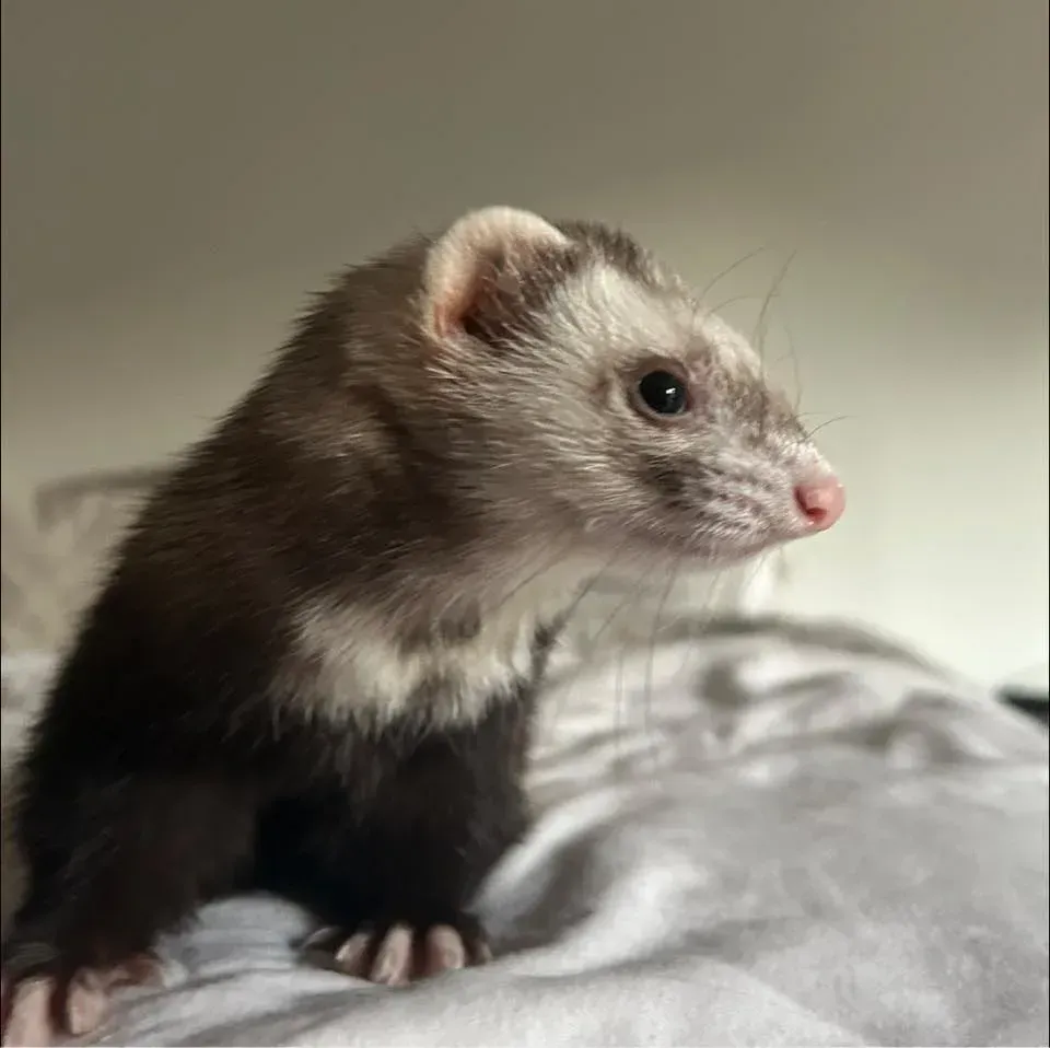 Small brown-and-white ferret sitting on a gray blanket, looking to the right.