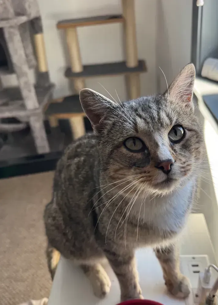 Gray tabby cat standing indoors near a chair, looking up with wide eyes
