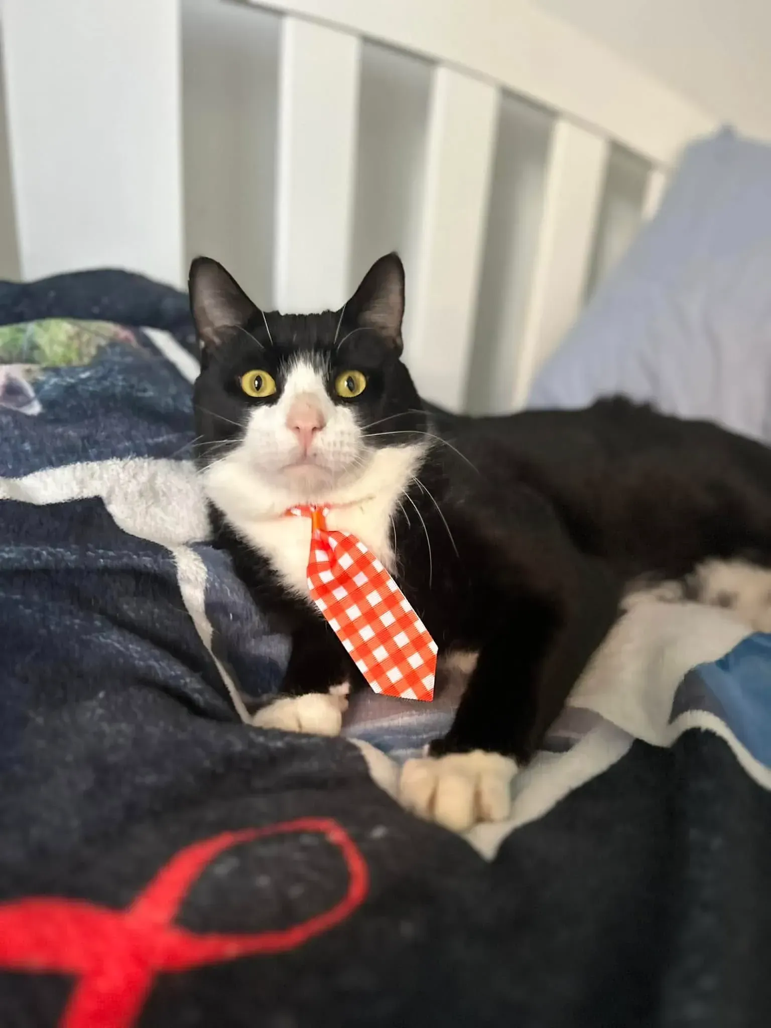 Black-and-white cat wearing a red polka-dot tie sitting on a bed