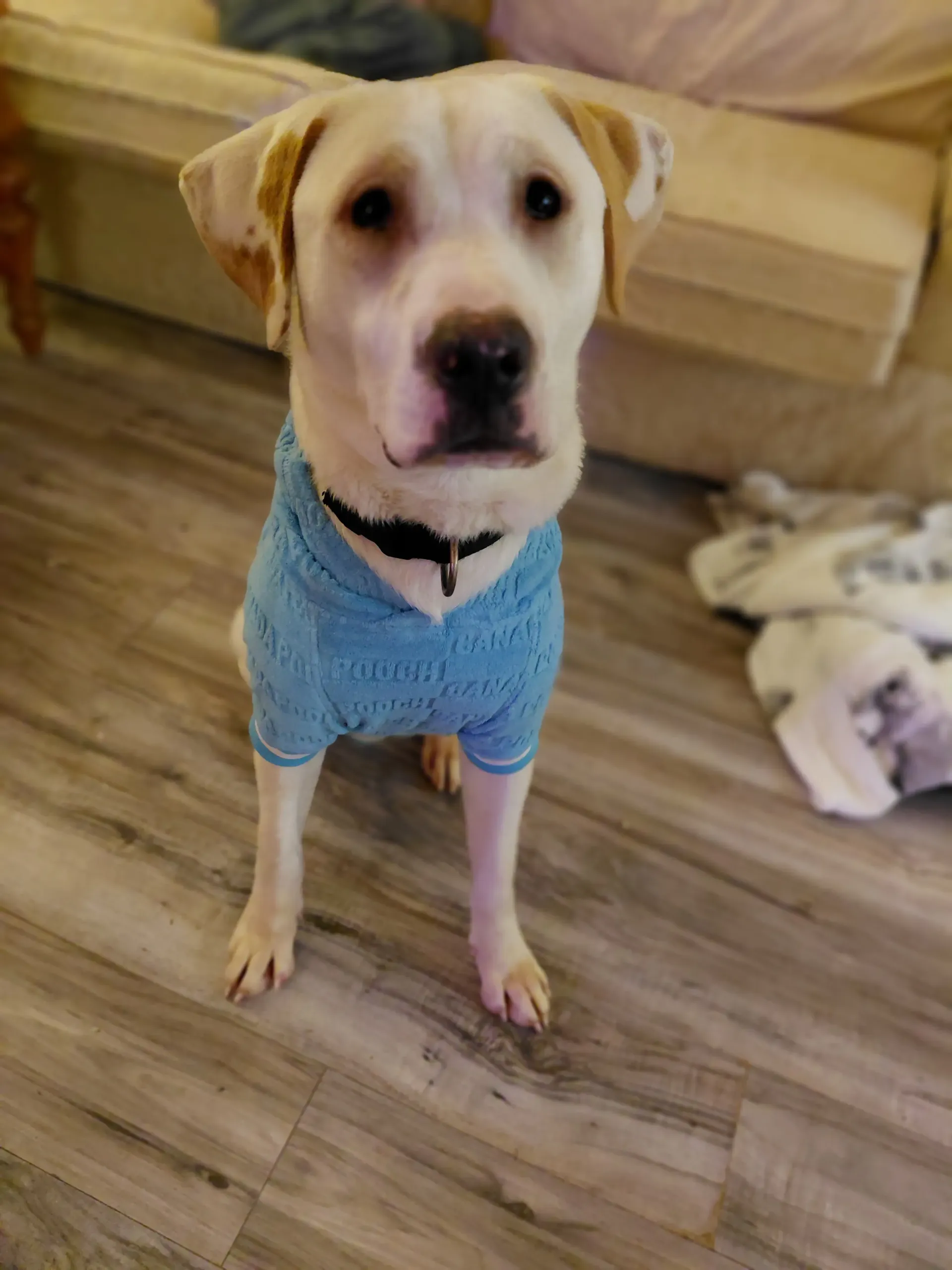 Hank