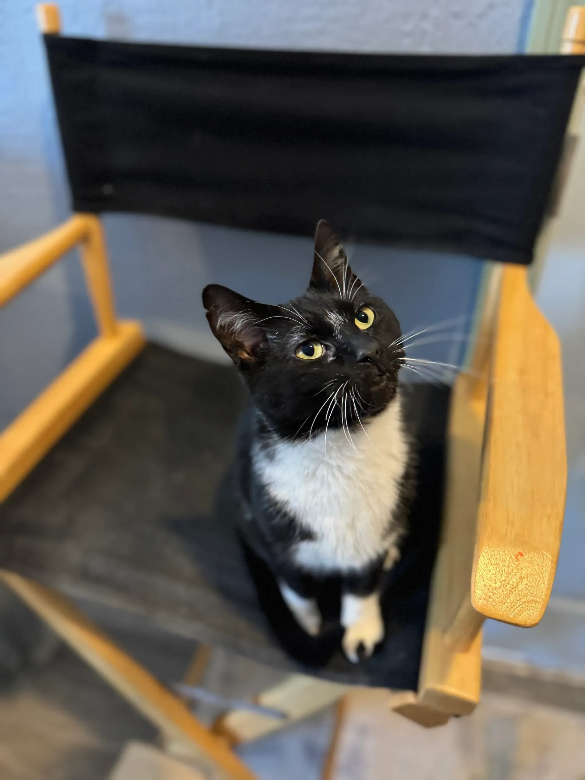 Black-and-white cat sitting on a director’s chair, looking up with bright eyes.