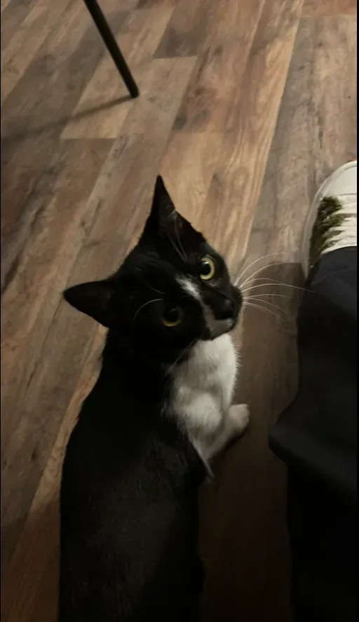 Black-and-white cat looking up on a wooden floor beside a chair and a person’s leg