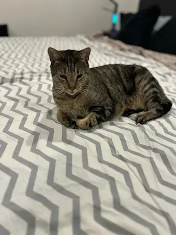 Tabby cat lounging on a gray-and-white patterned bedspread in a bedroom