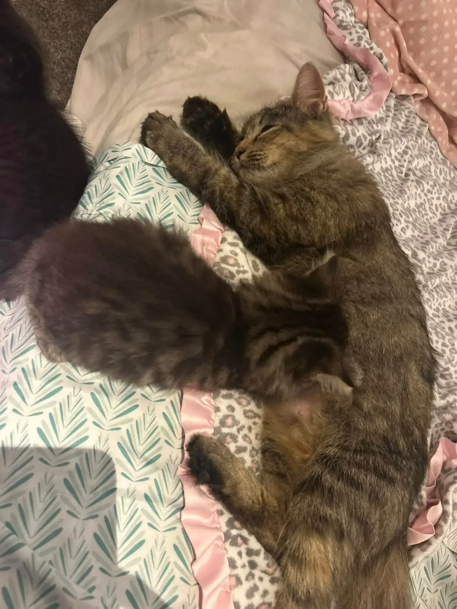Two fluffy cats sleeping side by side on a patterned bedspread.