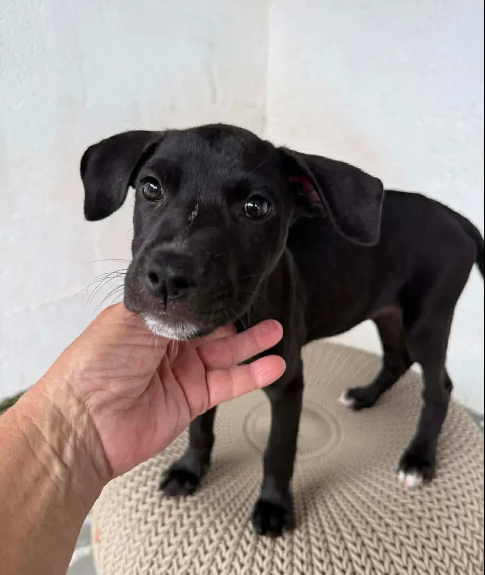 Black puppy standing on a textured mat, being gently held under the chin by a hand