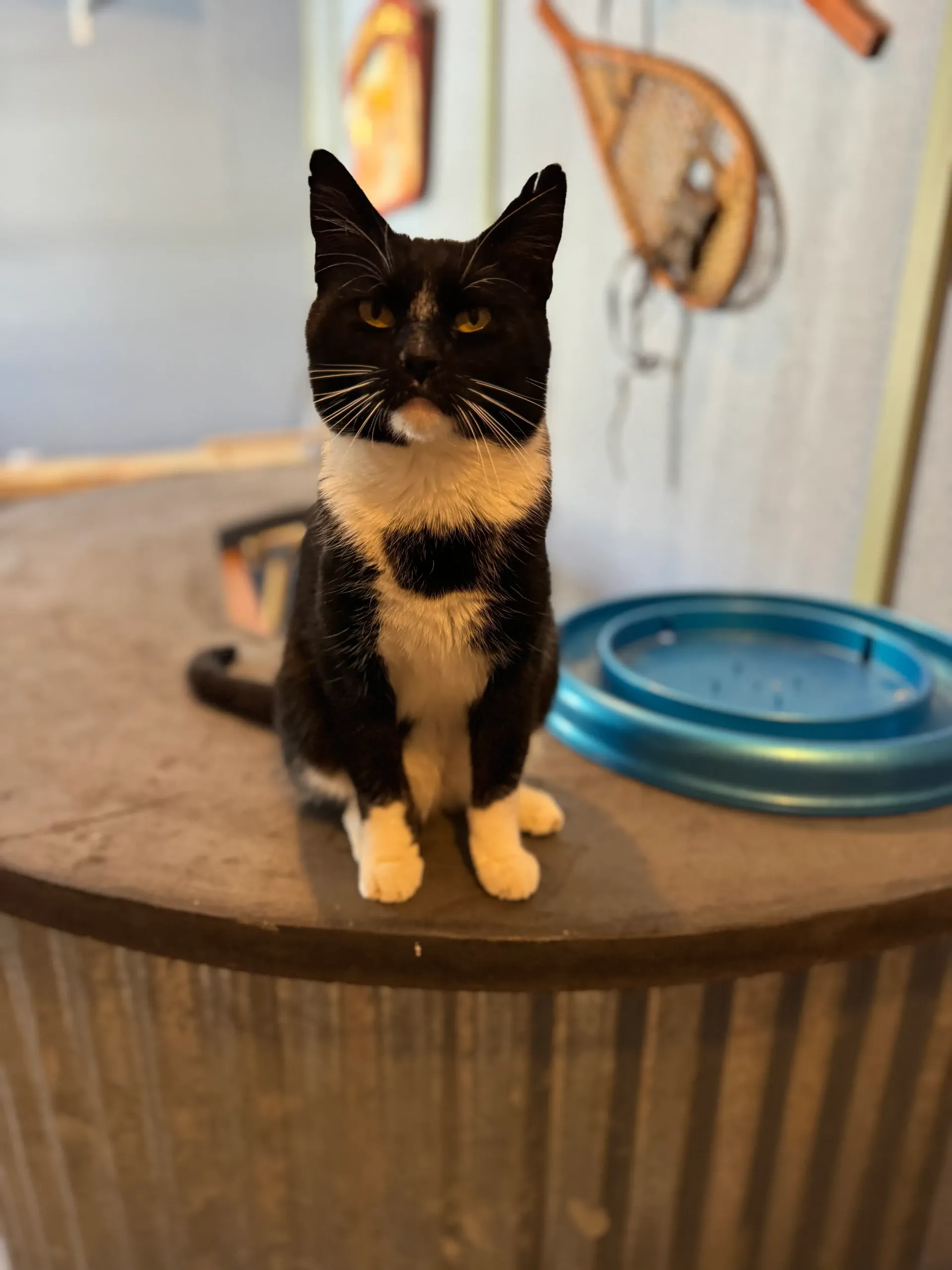 Black-and-white tuxedo cat sitting on a round table with a blue bowl behind it.