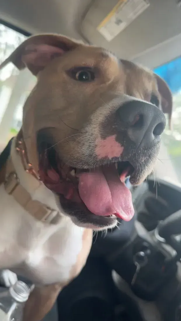 Brown and white dog panting in a car, close-up with tongue out and collar visible