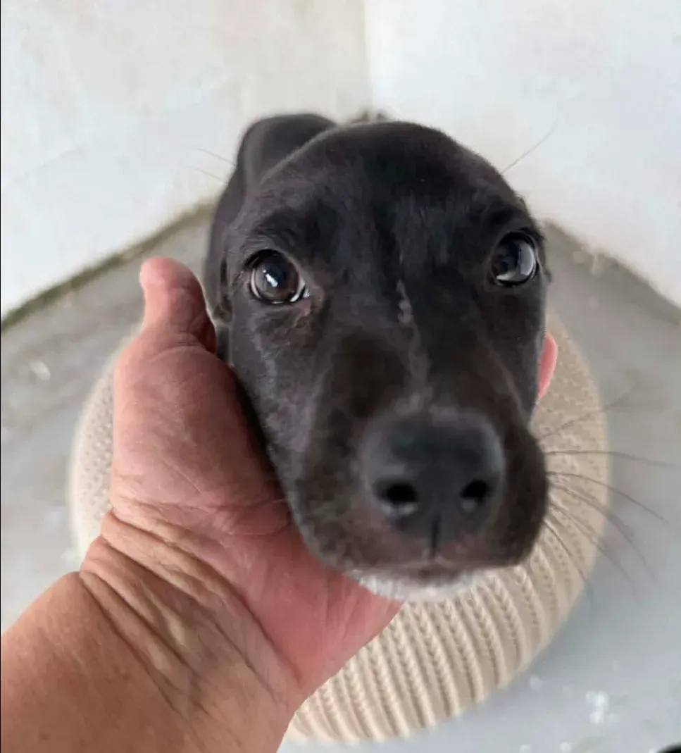Hand holding a small black puppy with a white chin, looking up indoors