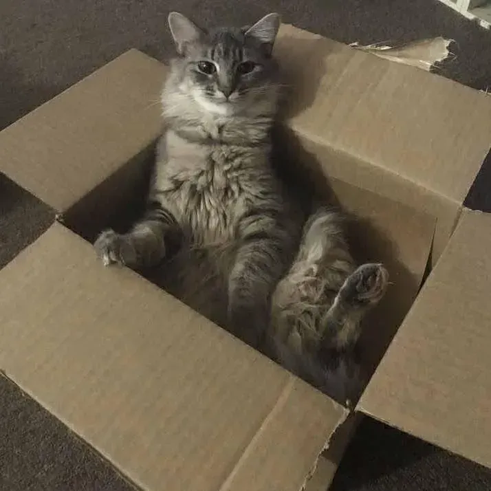 Gray tabby cat sitting in a cardboard box with its paws out, looking at the camera.