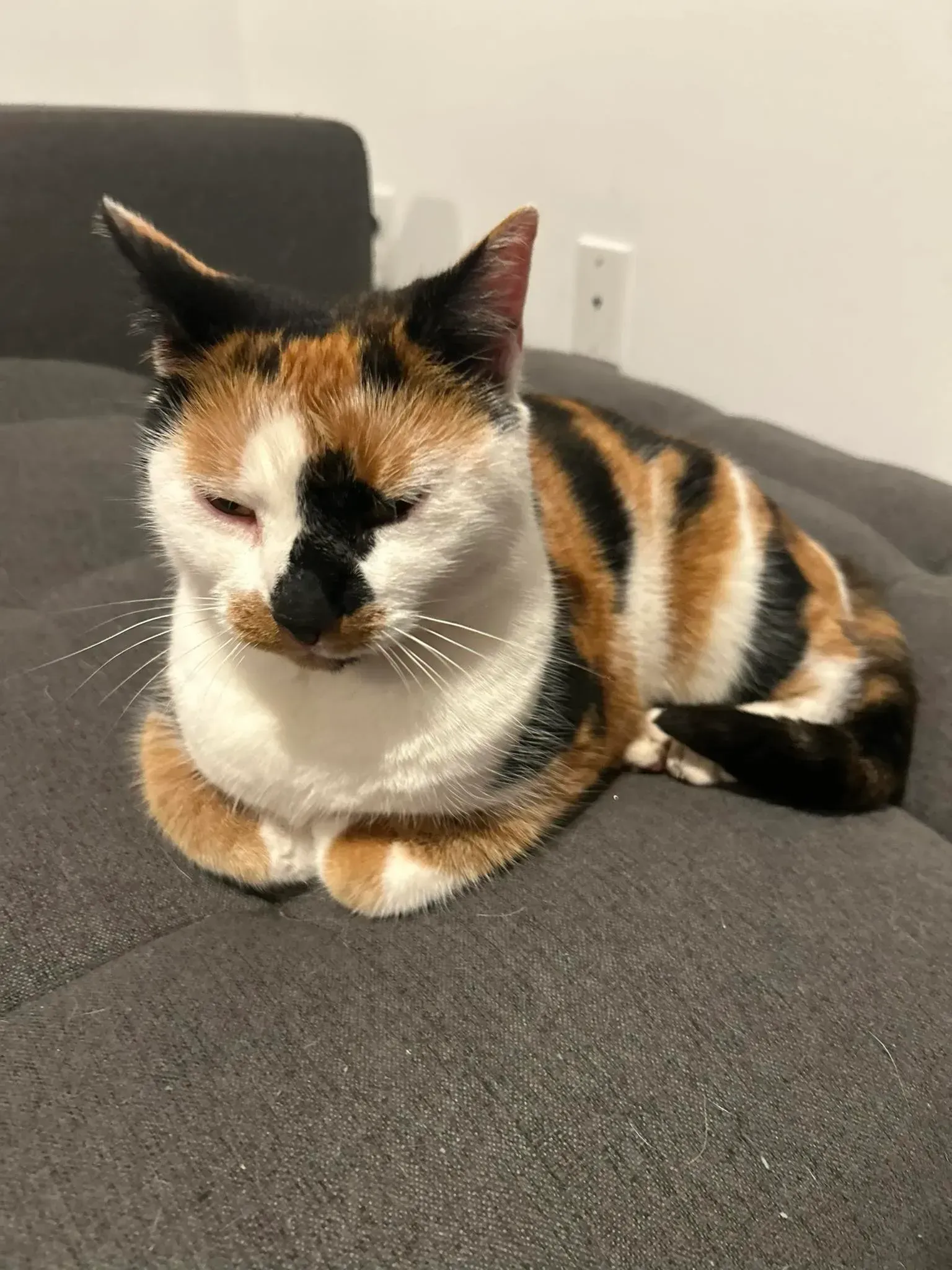 Calico cat curled up on a gray couch, resting with eyes closed.