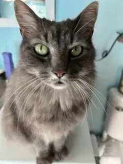 Gray long-haired cat with green eyes sitting indoors on a white surface
