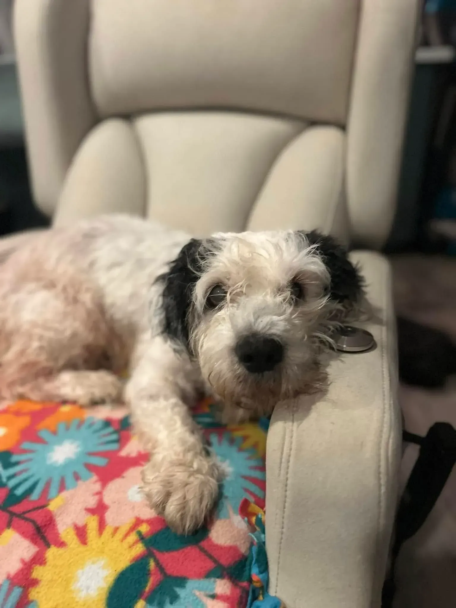 Small white dog resting on a colorful blanket on a beige chair
