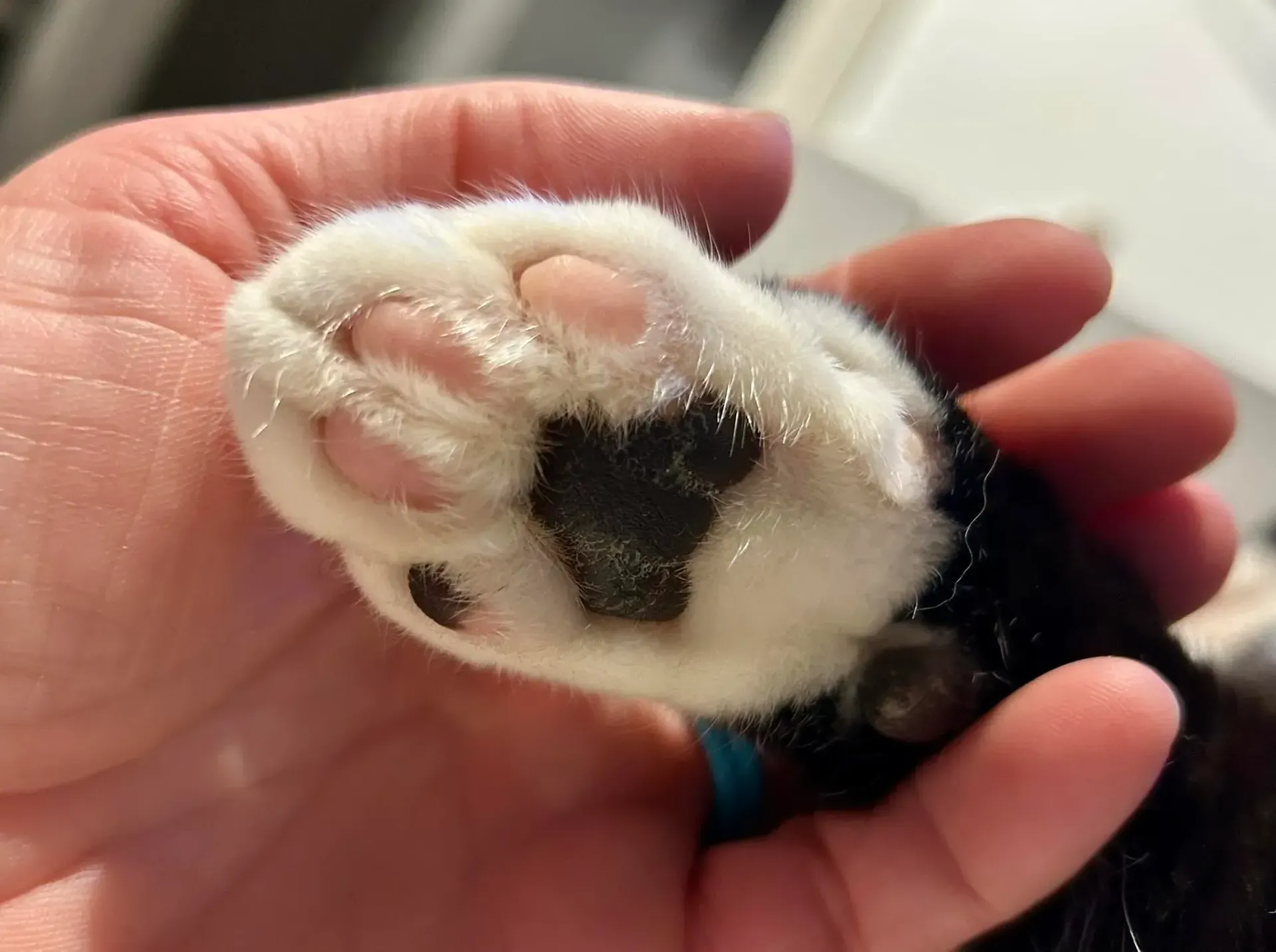 Tiny black-and-white puppy paw resting in a person’s hand, with soft fur visible.