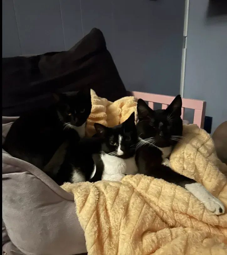 Three black-and-white cats lounging together on a beige blanket on a couch