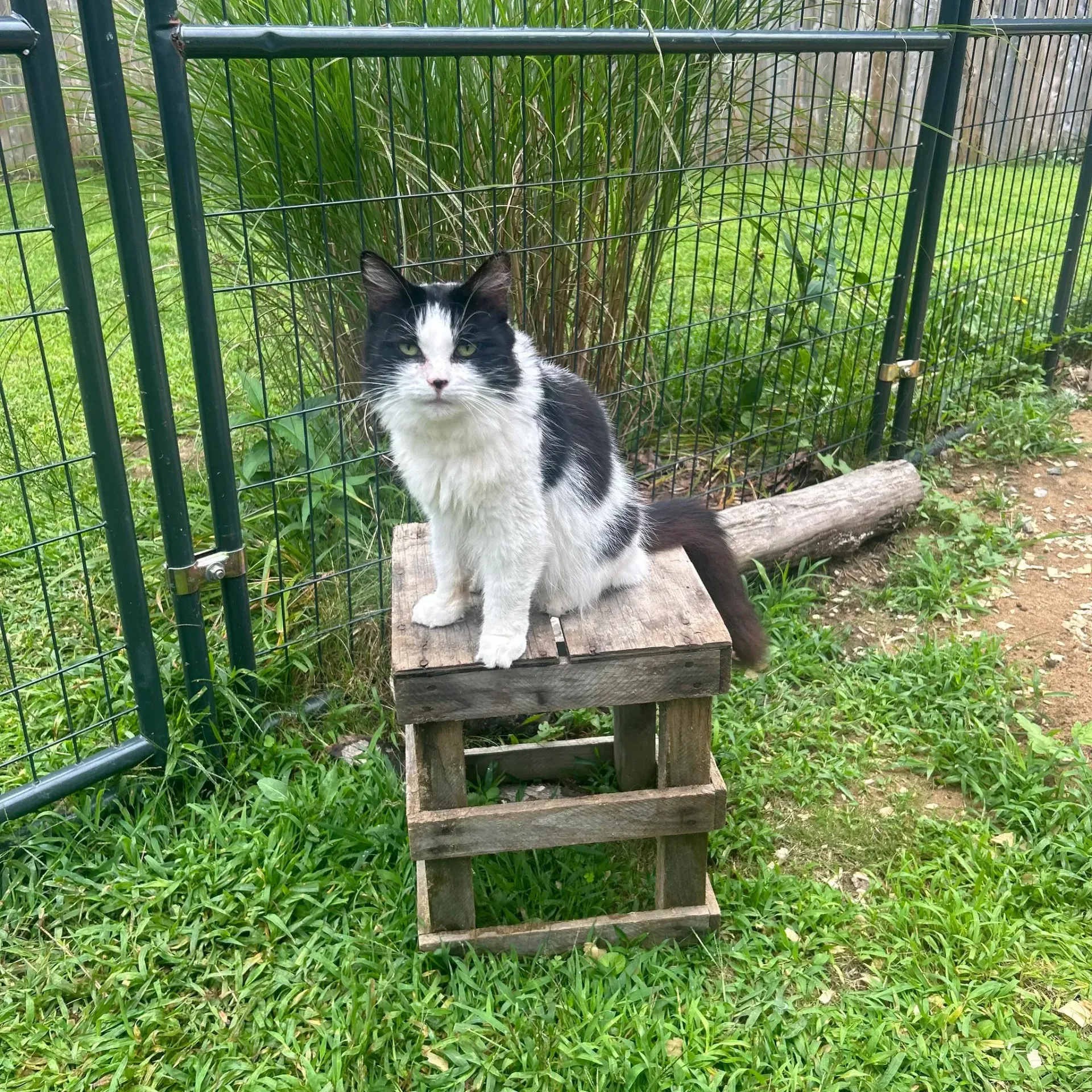 Black-and-white cat sitting on a wooden bench in a grassy yard near a fence