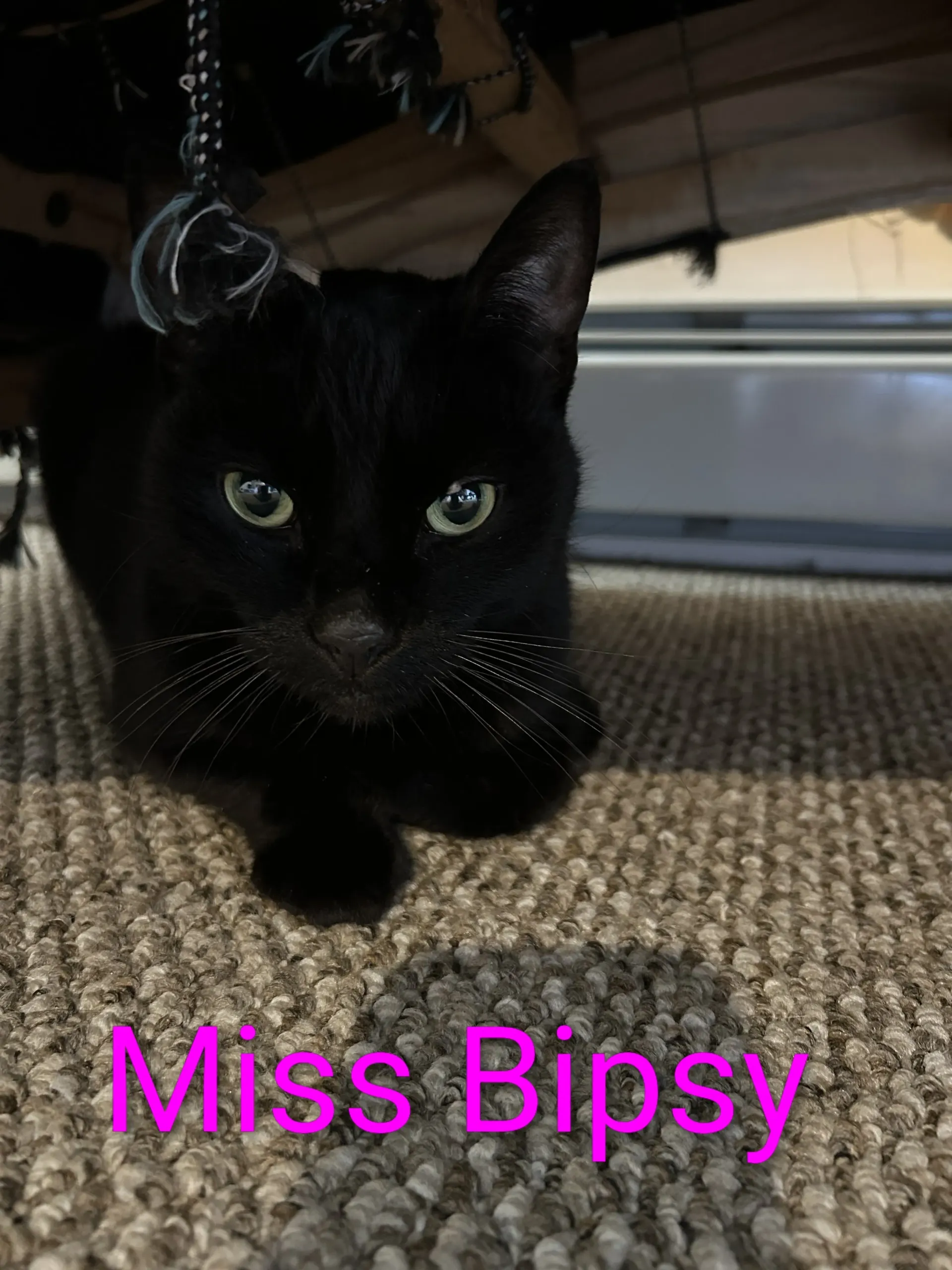 Black cat named Miss Bipsy on a carpet, looking at the camera