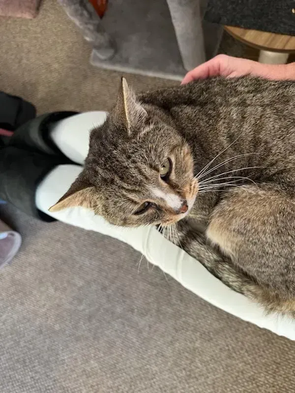 Tabby cat resting on a lap, being gently petted indoors.