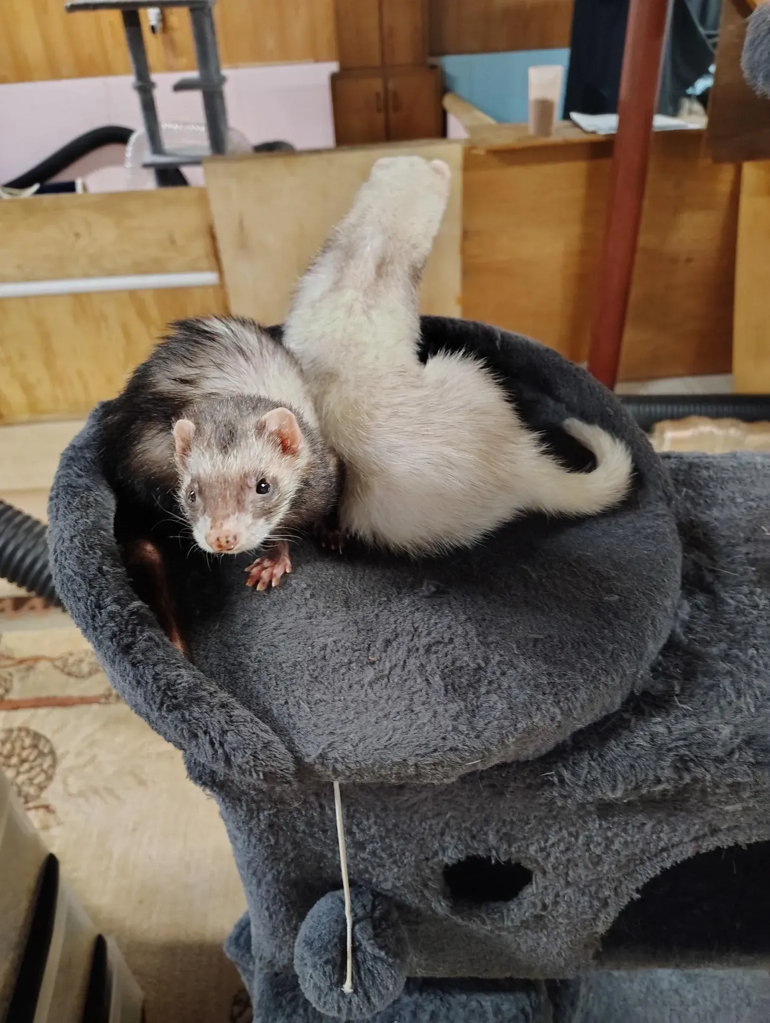 Ferret curled on a gray cat tree, one paw raised, in a wood-floored room.