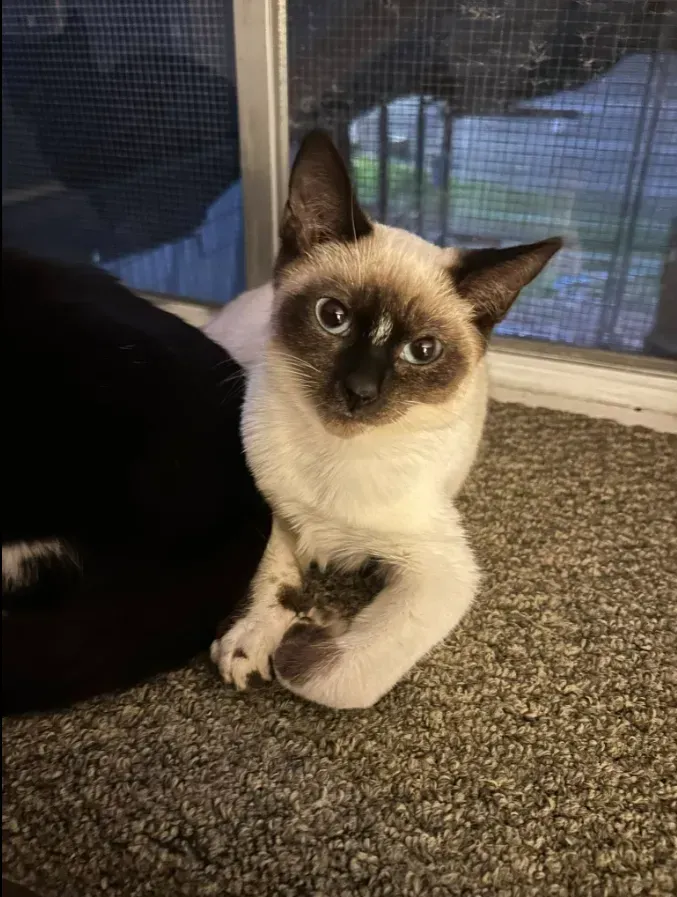Seal-point Siamese cat lying on carpet by a window, looking up with wide eyes.