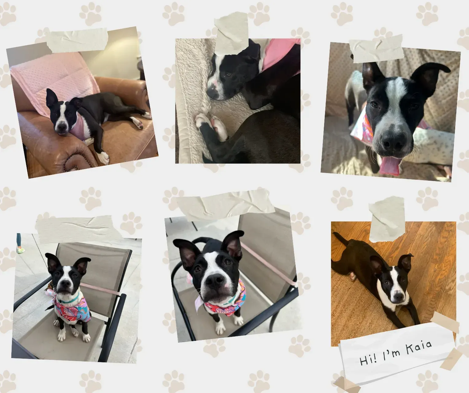 Collage of a black-and-white dog posing on a chair, floor, and leash indoors; one caption says “Hi! I’m Nola.”