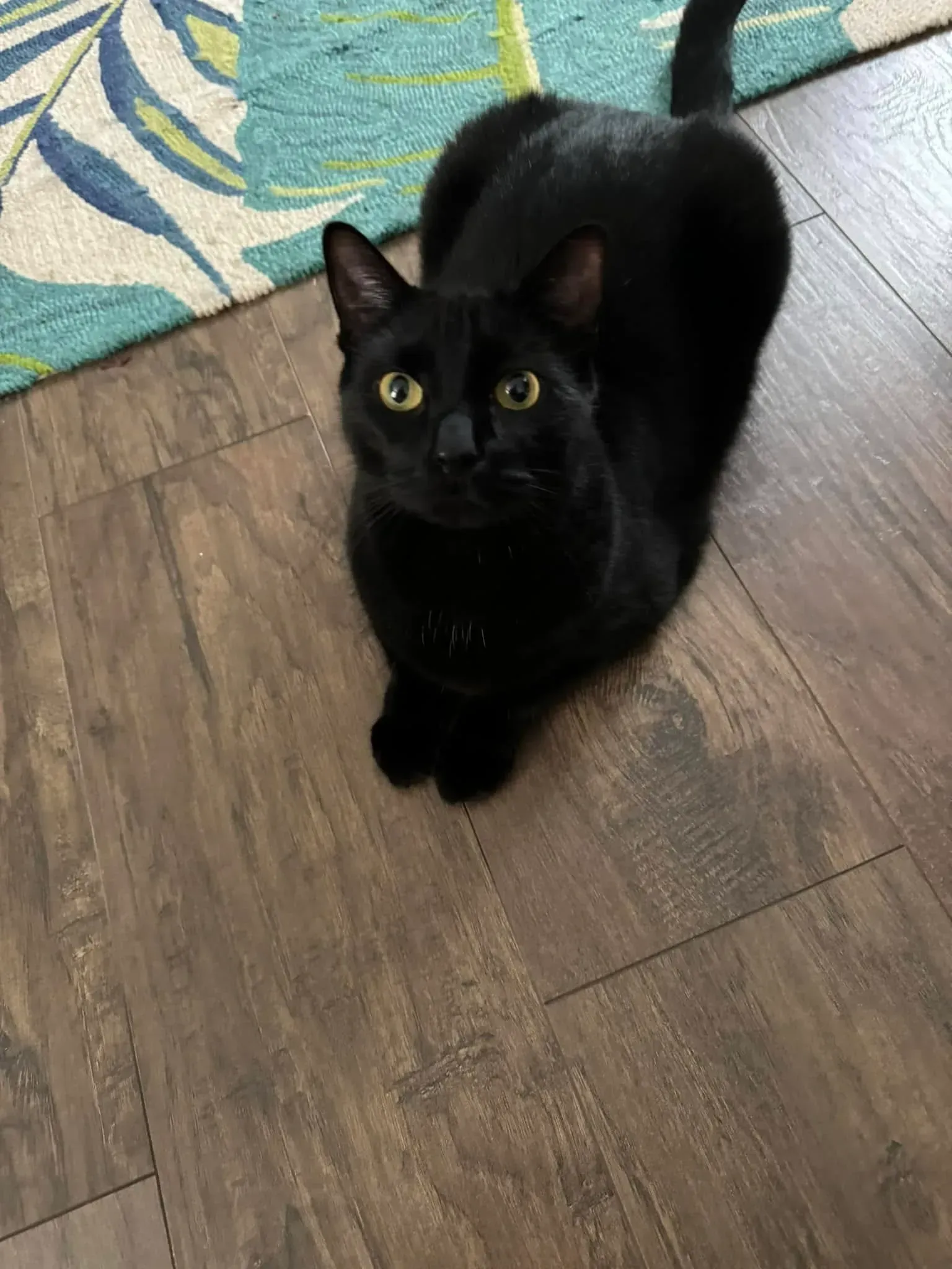 Black cat with yellow eyes sitting on a wooden floor beside a patterned rug.