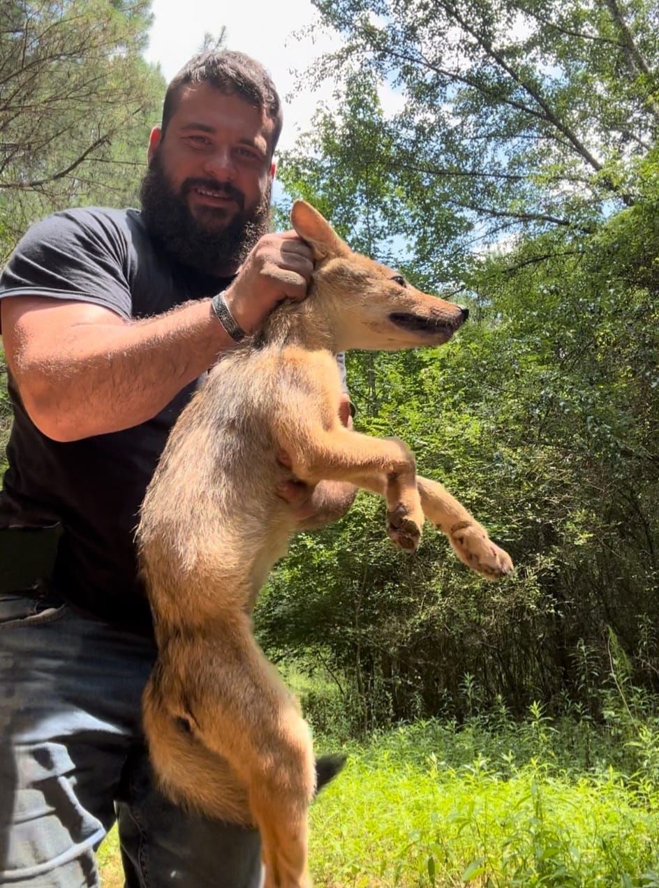 Man holding a coyote by the ears; smiling outdoors. Coyote has brown fur and is posed upright.
