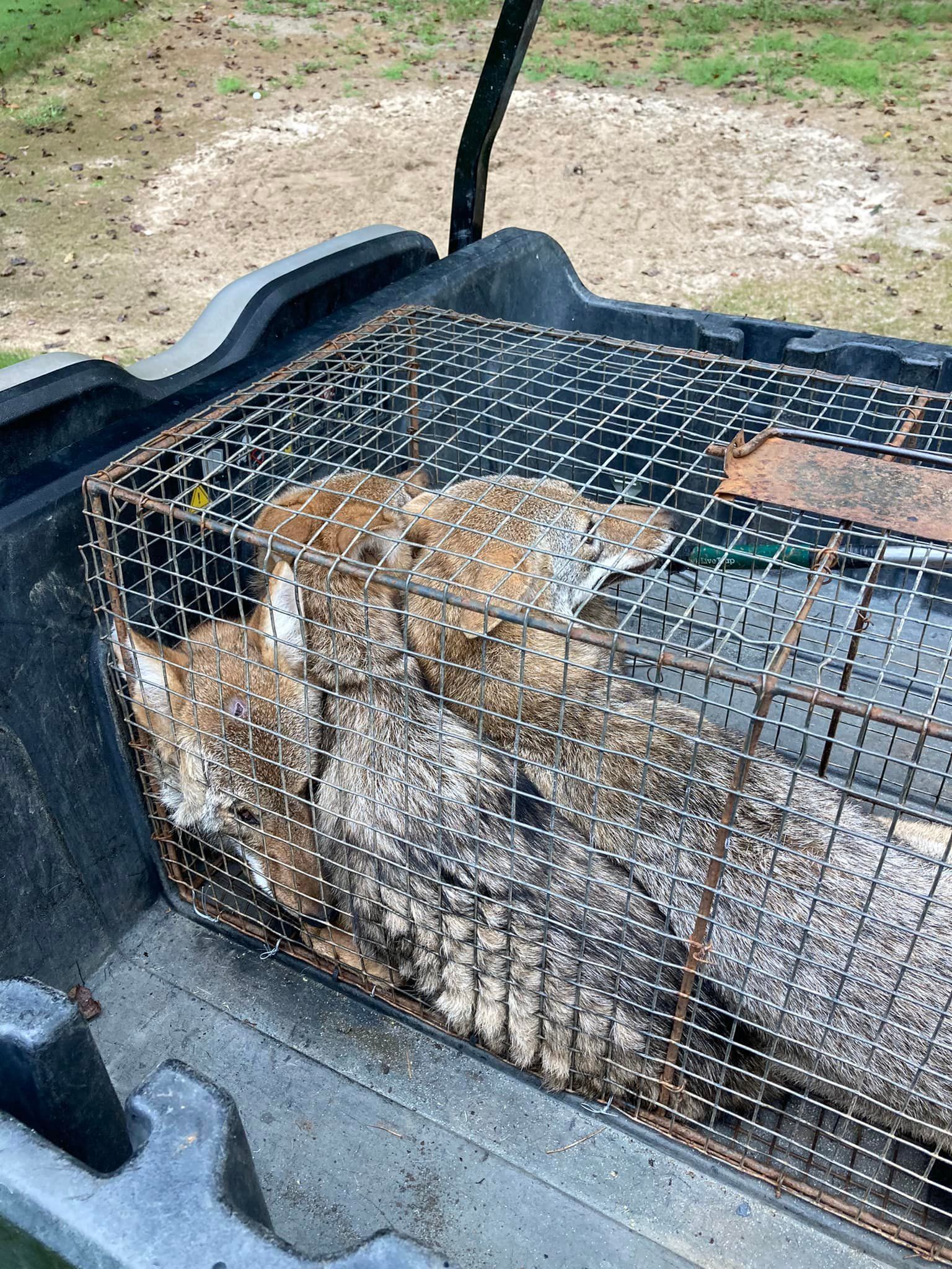 Two animals in a metal cage in a utility vehicle bed.