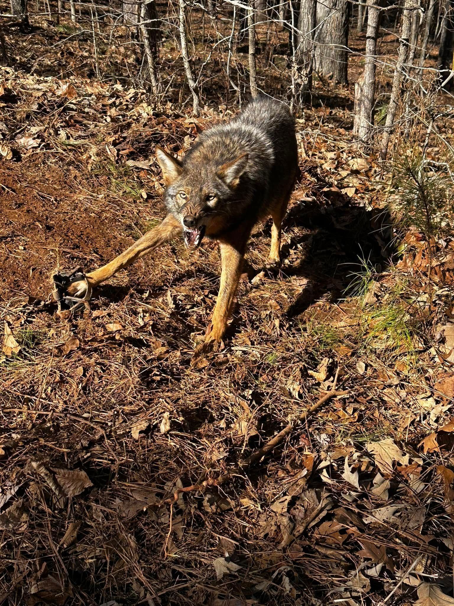 Coyote in a forest, standing on fallen leaves. It has tan fur and is looking toward the camera.