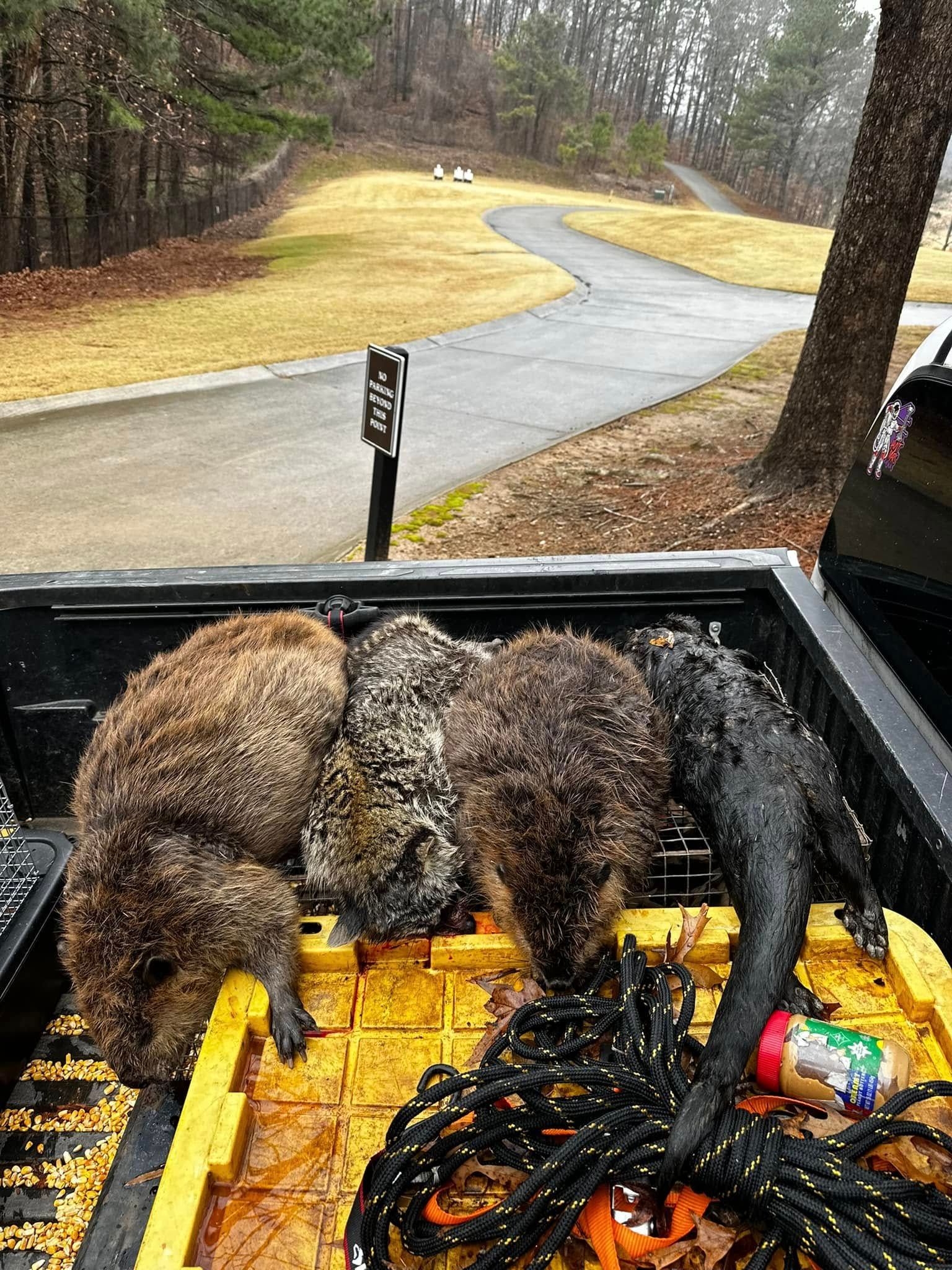 Four dead nutria in a truck bed, yellow bin, with a wooded golf course in the background.