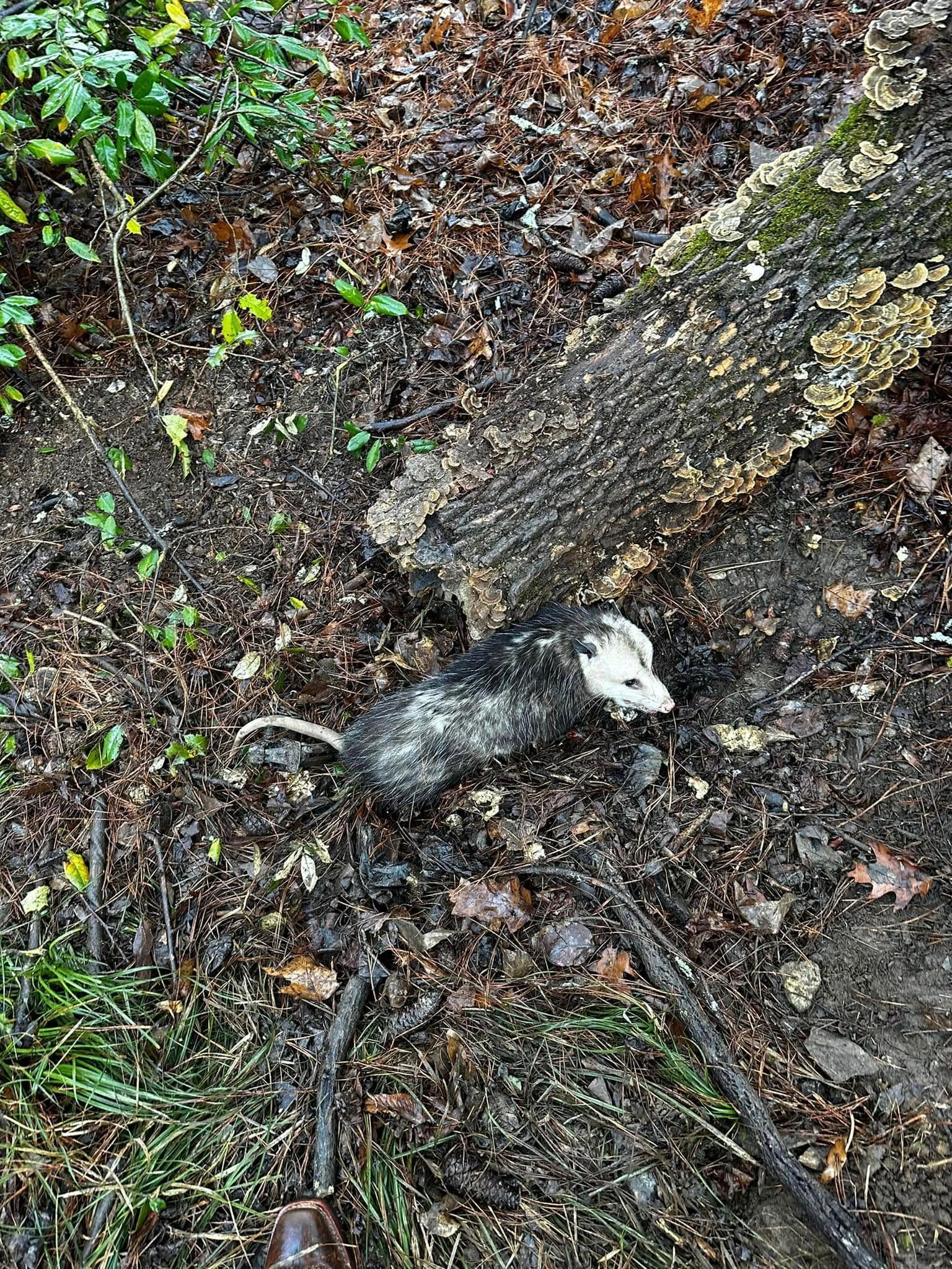Opossum lying on the muddy forest floor near a fallen log.