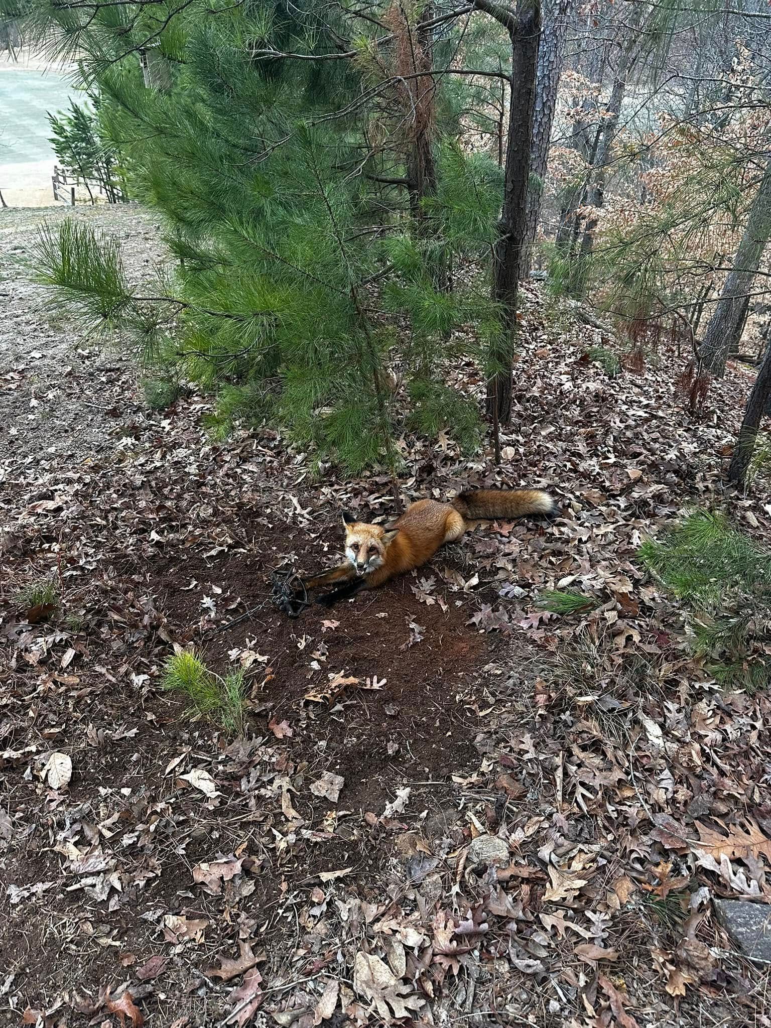 Red fox emerging from a dark hole, surrounded by leaves and greenery.