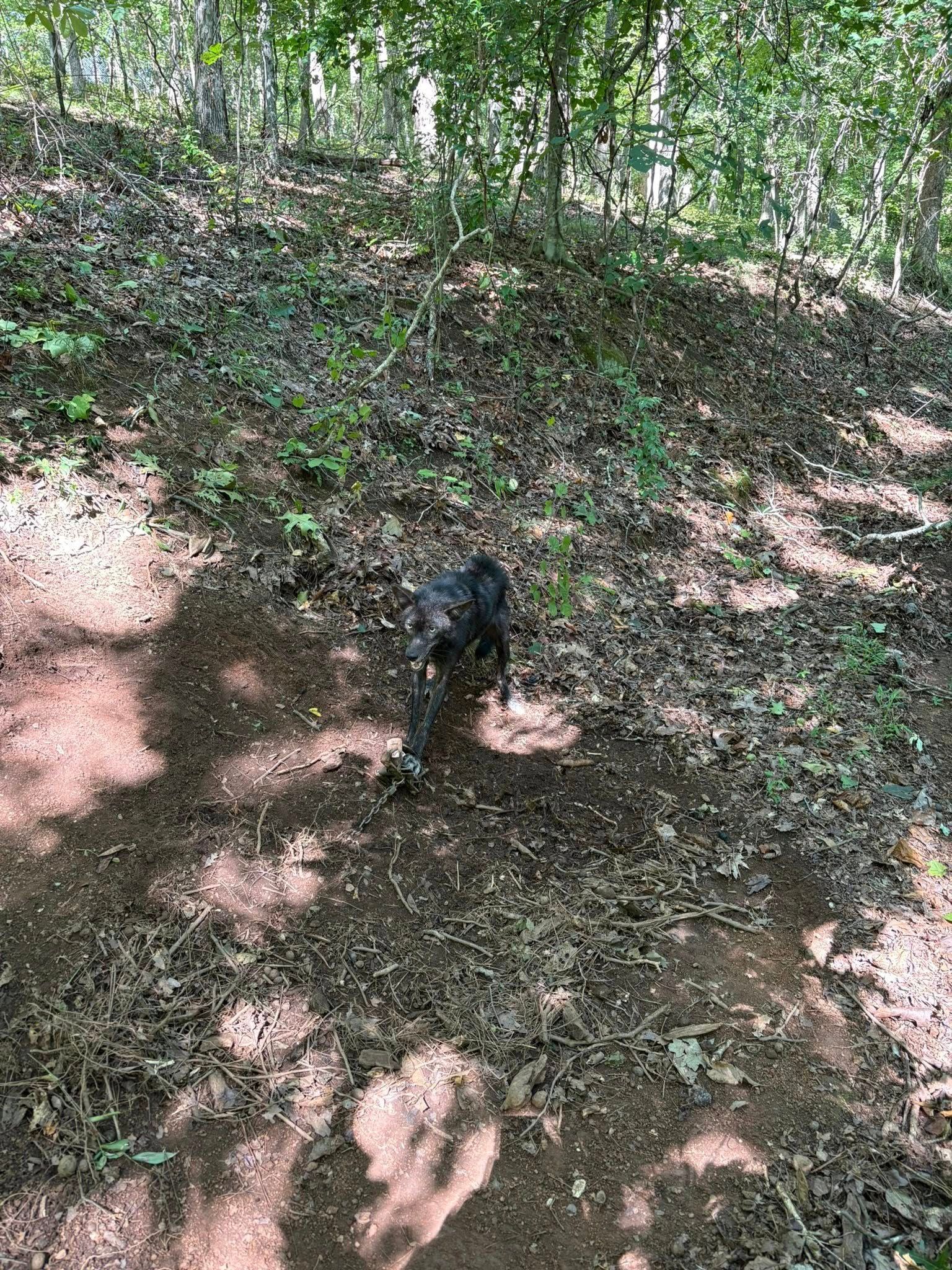 Black dog walking on a dirt trail in a forest, surrounded by trees and dappled sunlight.