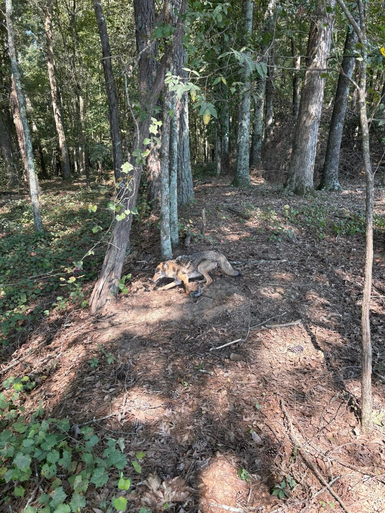 Coyote lying in a wooded area with trees and foliage.