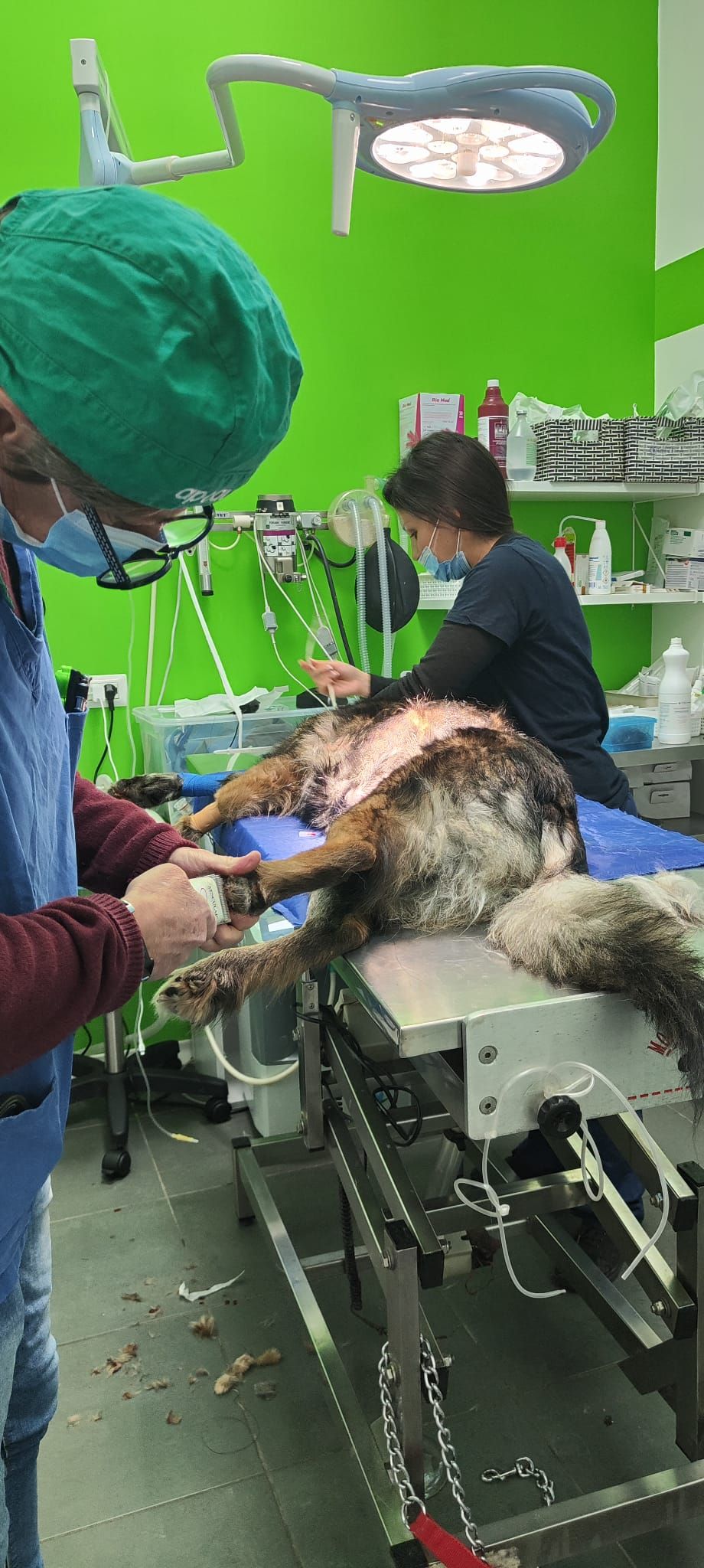 Due veterinari in camice operano un cane sotto le luci intense della sala operatoria.