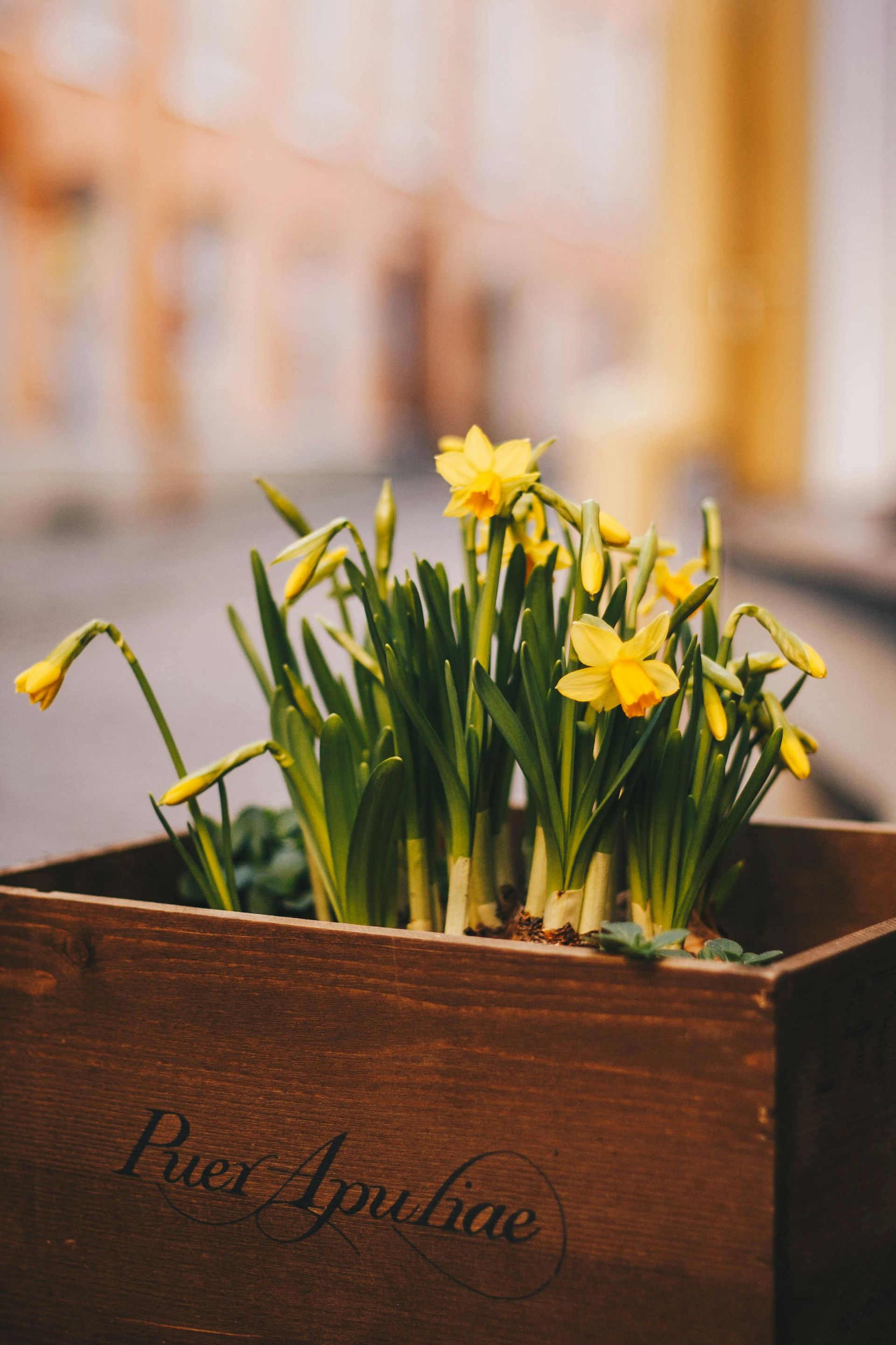 A wooden box filled with yellow flowers and green leaves.