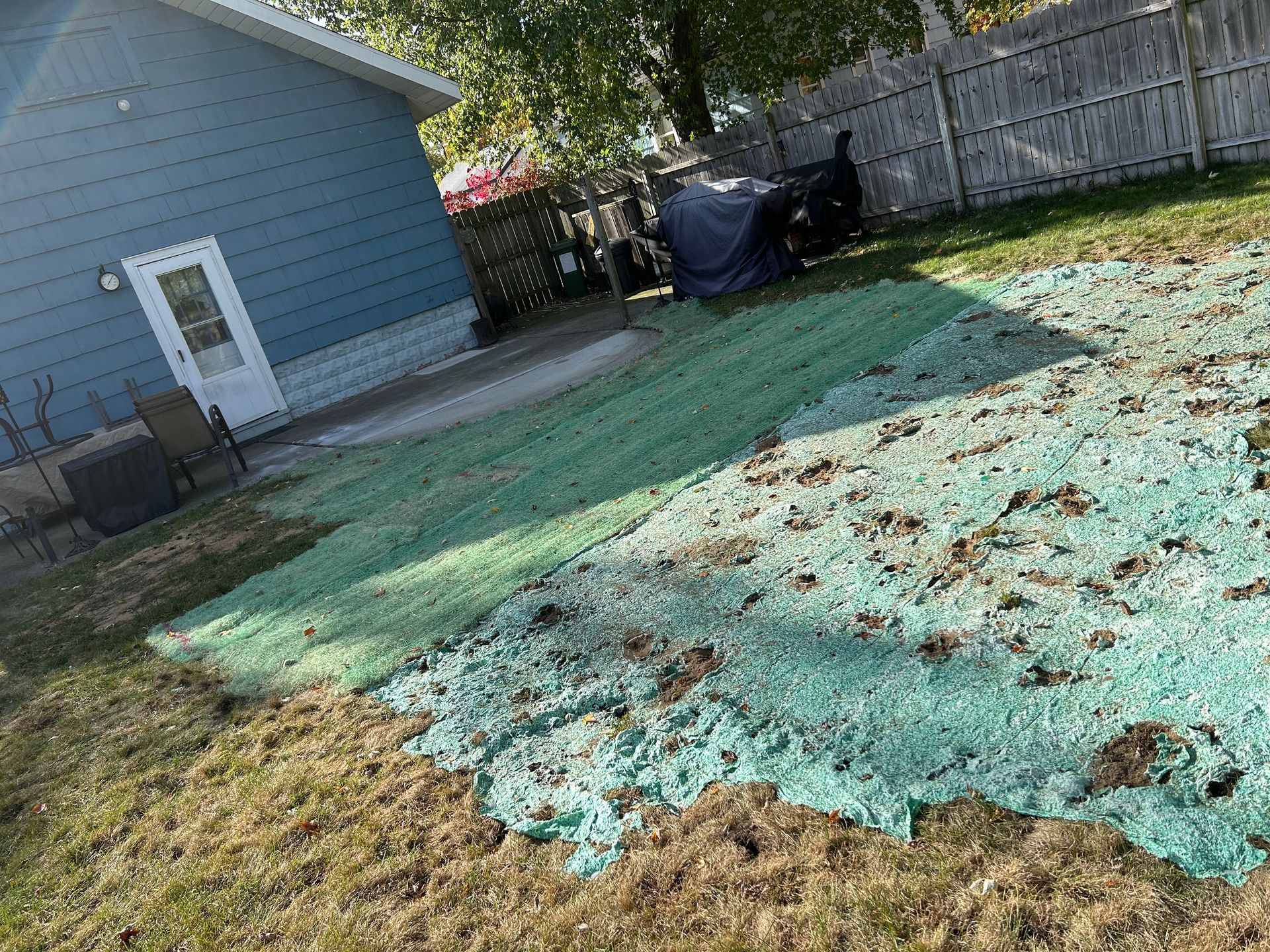 A lawn with a lot of green grass and a blue house in the background.