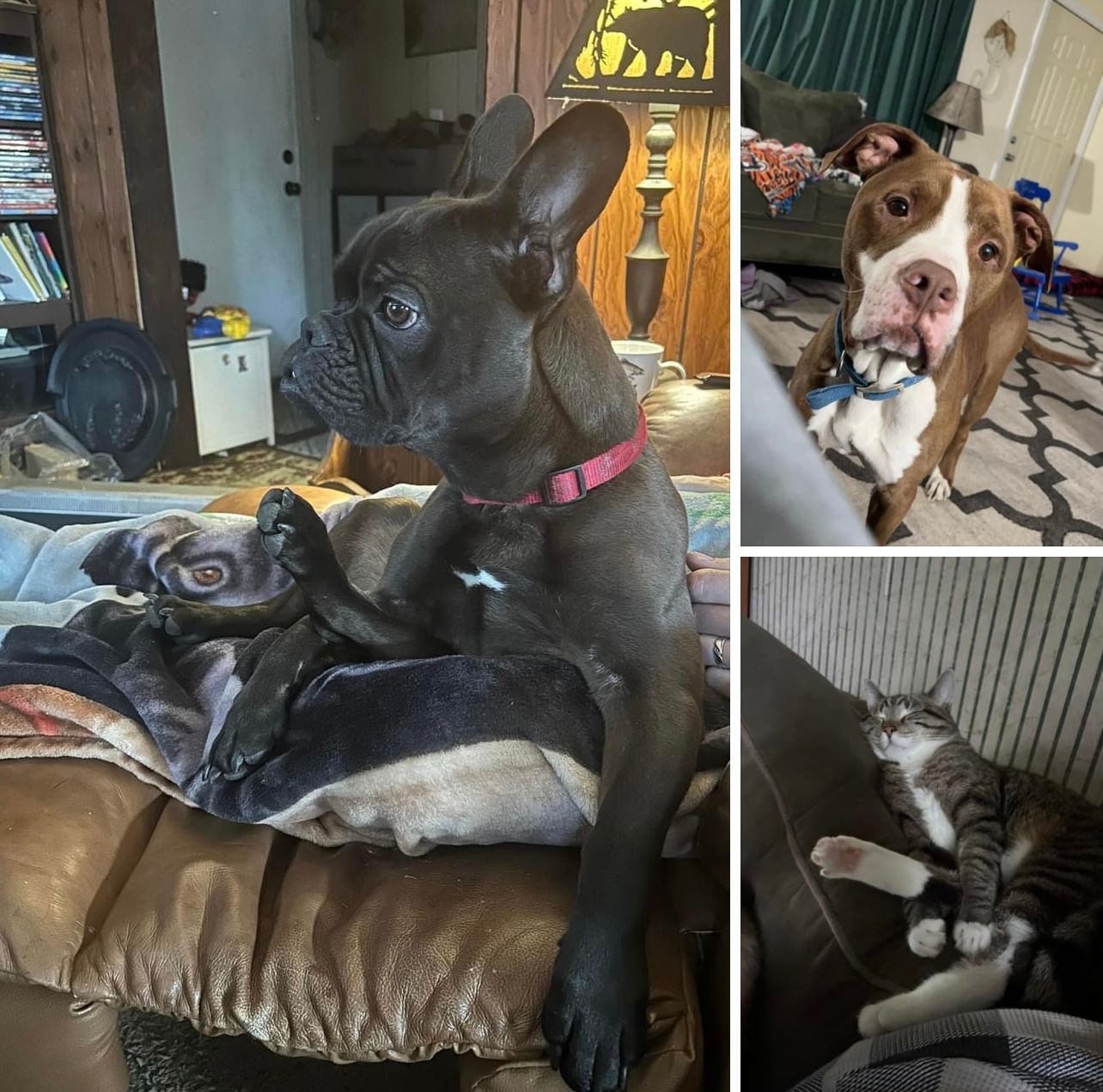 A collage of four pictures of dogs and a cat