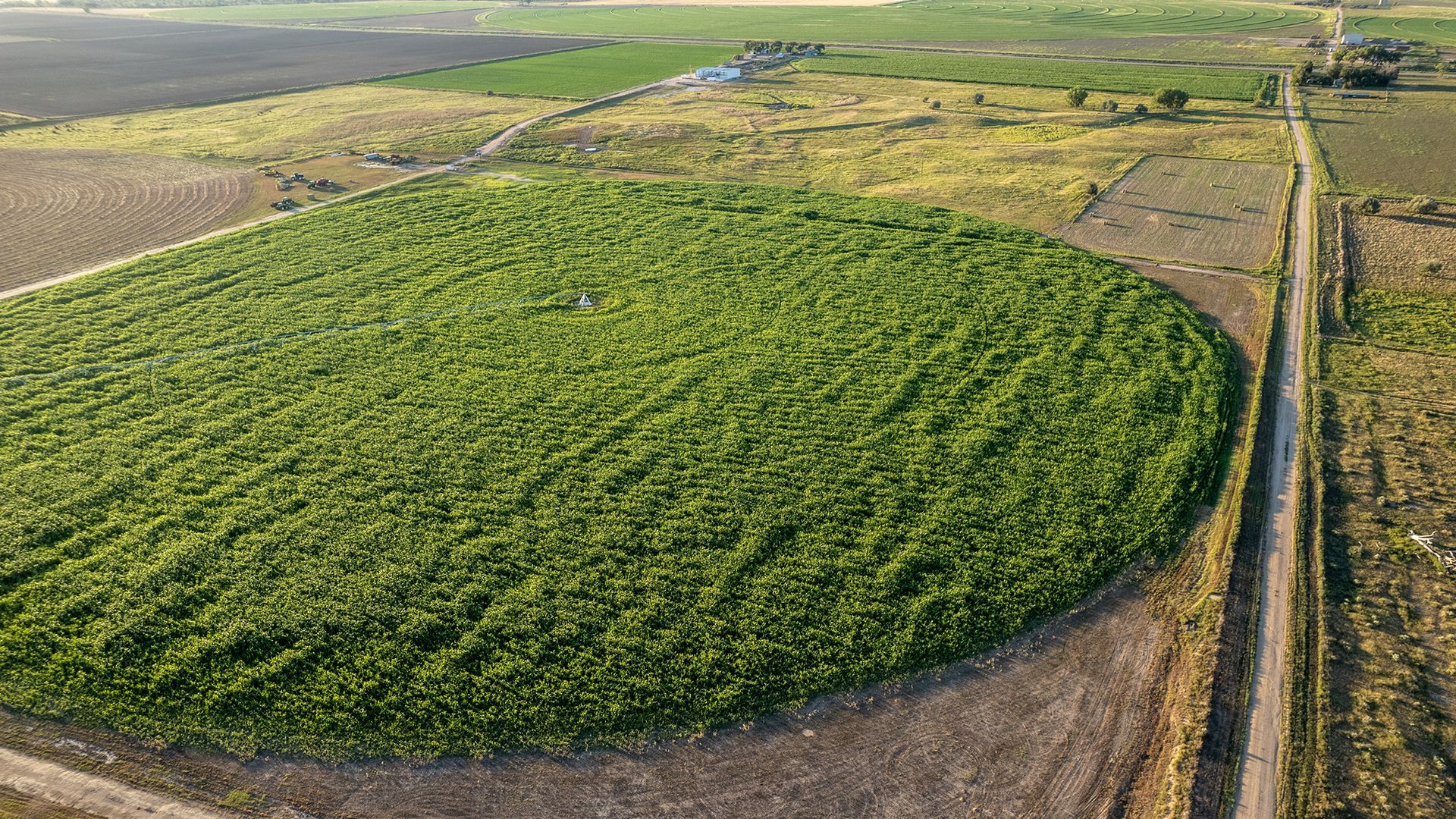 Field under sprinkler irrigation